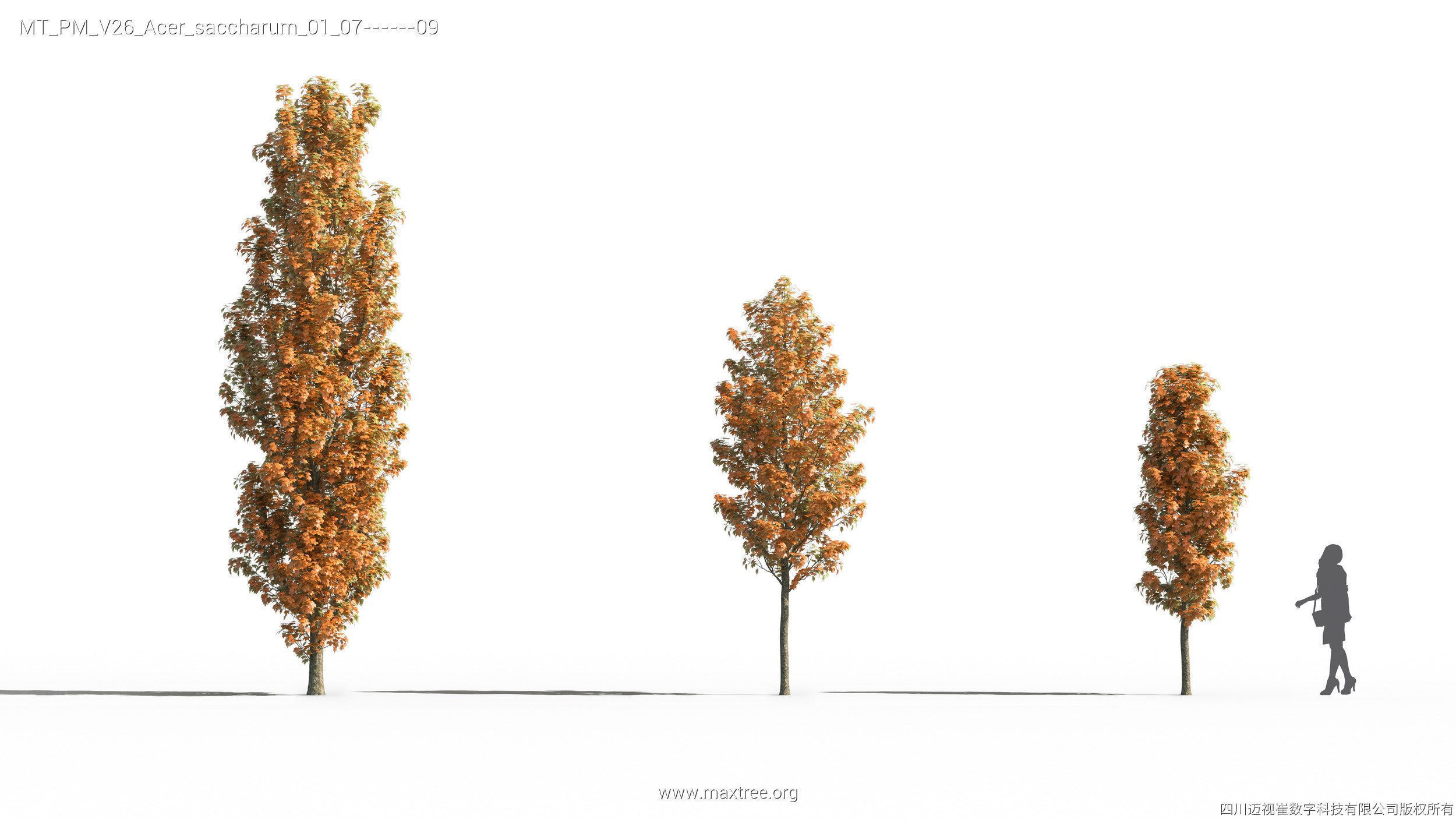 Maxtree Plant Models Vol 26 - Mesh 3D model_22