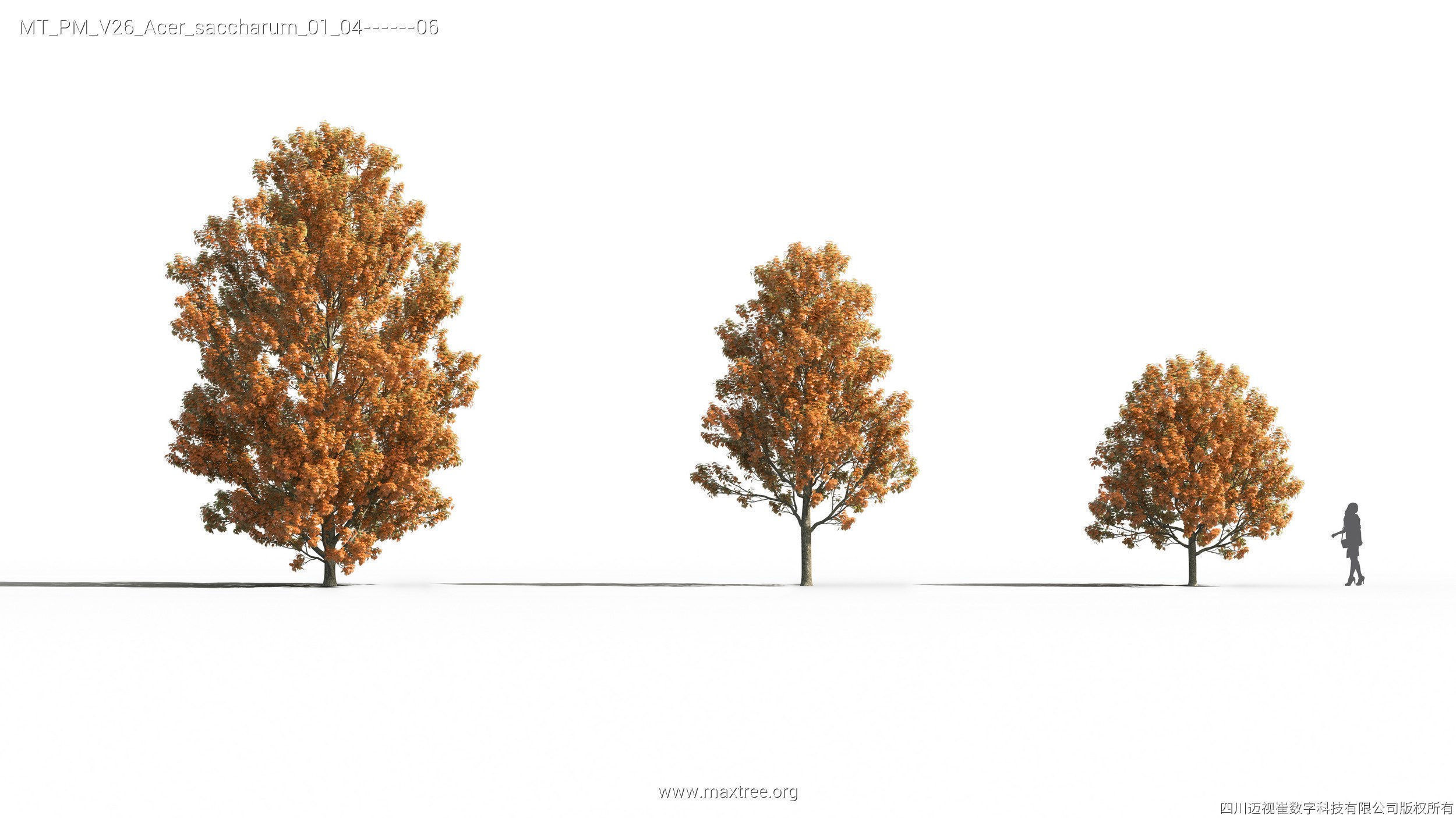 Maxtree Plant Models Vol 26 - Mesh 3D model_21