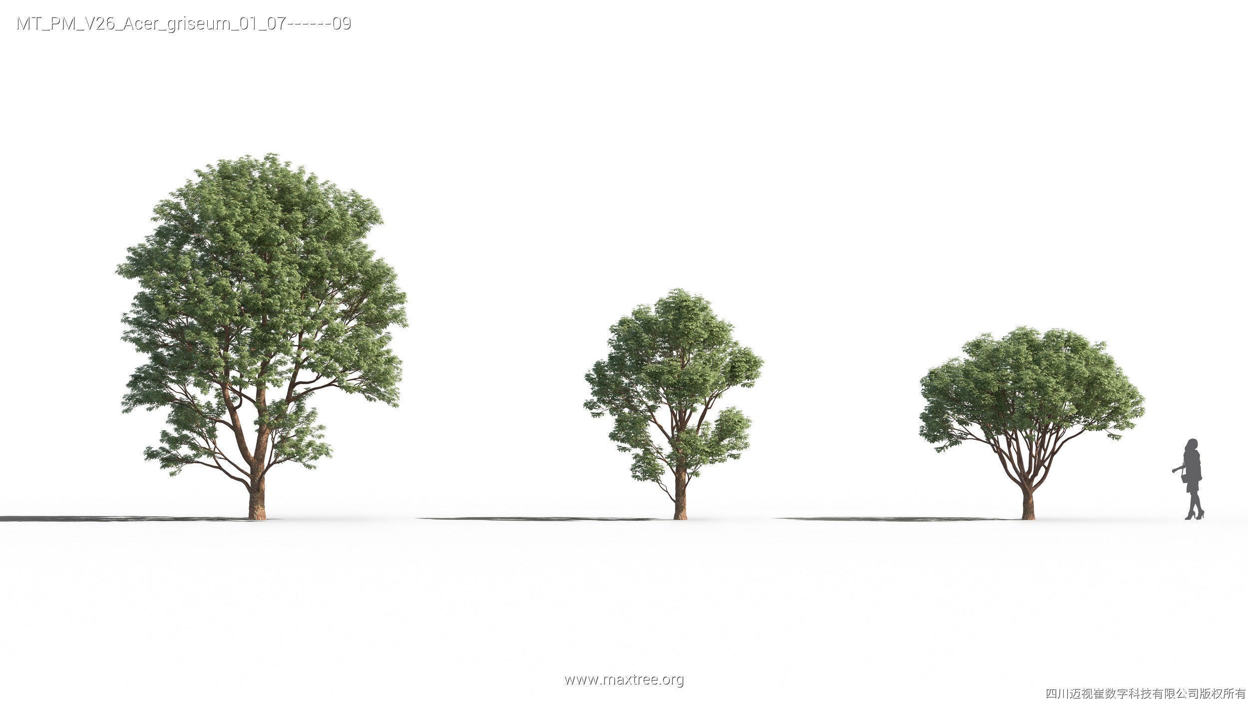 Maxtree Plant Models Vol 26 - Mesh 3D model_5