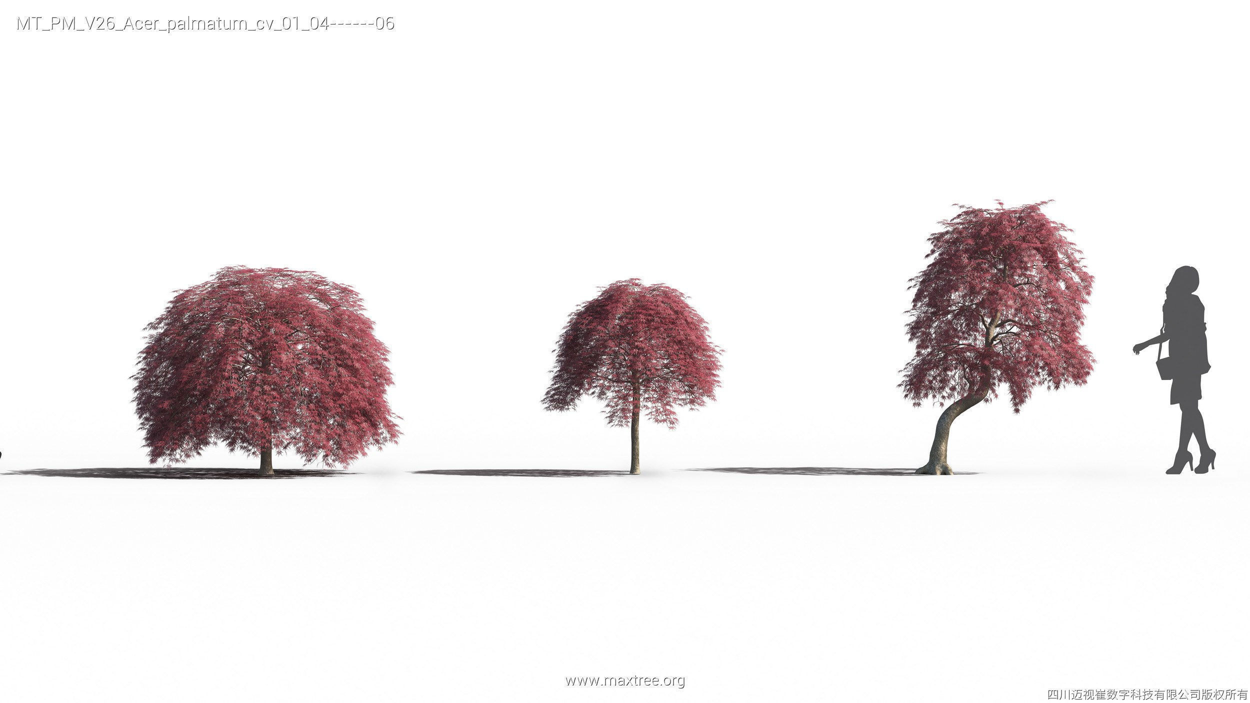 Maxtree Plant Models Vol 26 - Mesh 3D model_16
