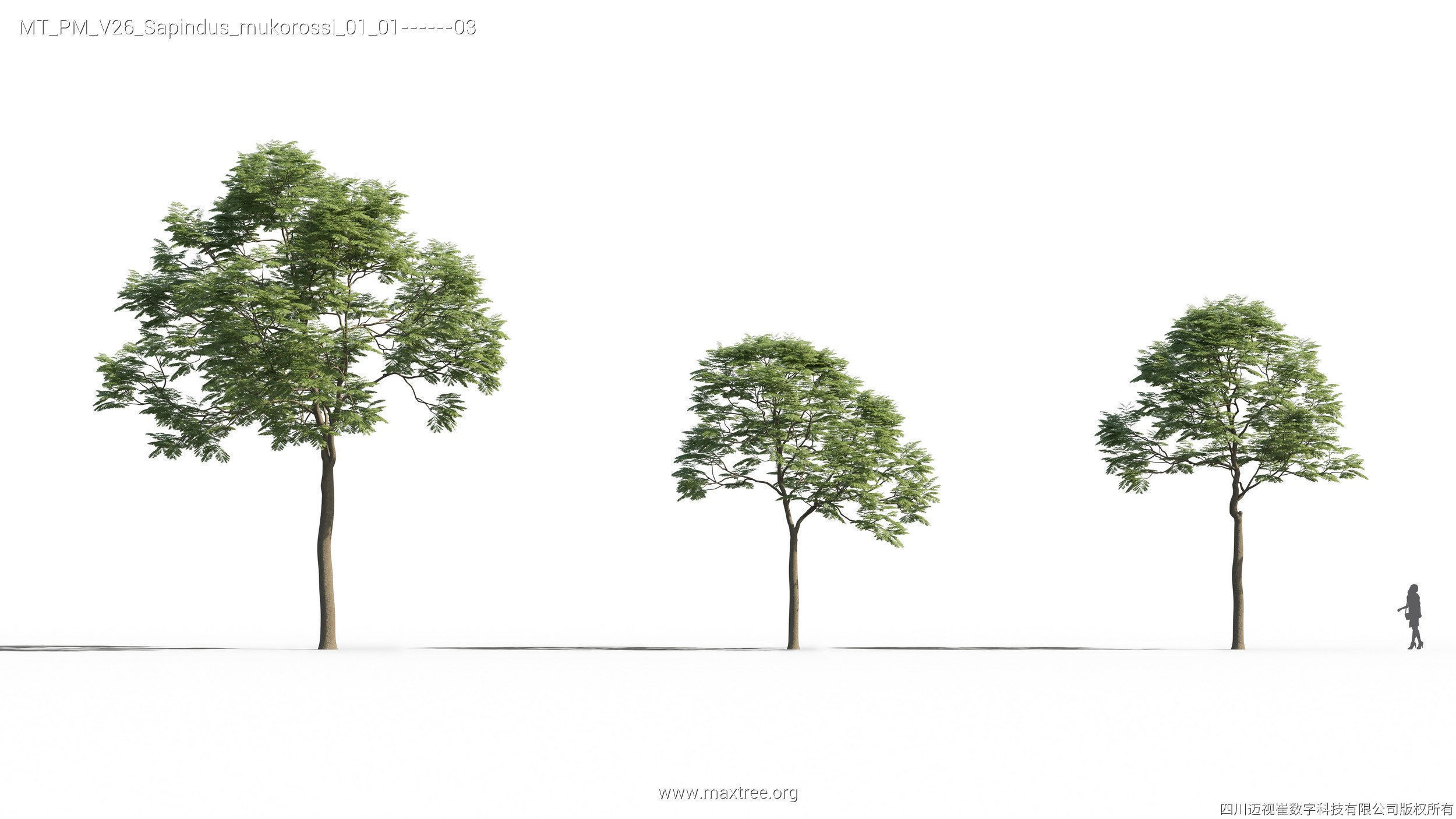 Maxtree Plant Models Vol 26 - Mesh 3D model_23
