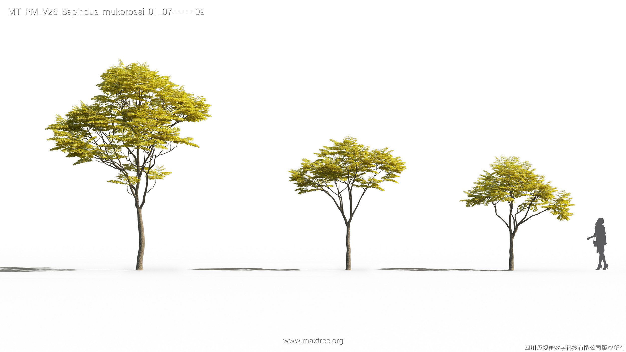 Maxtree Plant Models Vol 26 - Mesh 3D model_25
