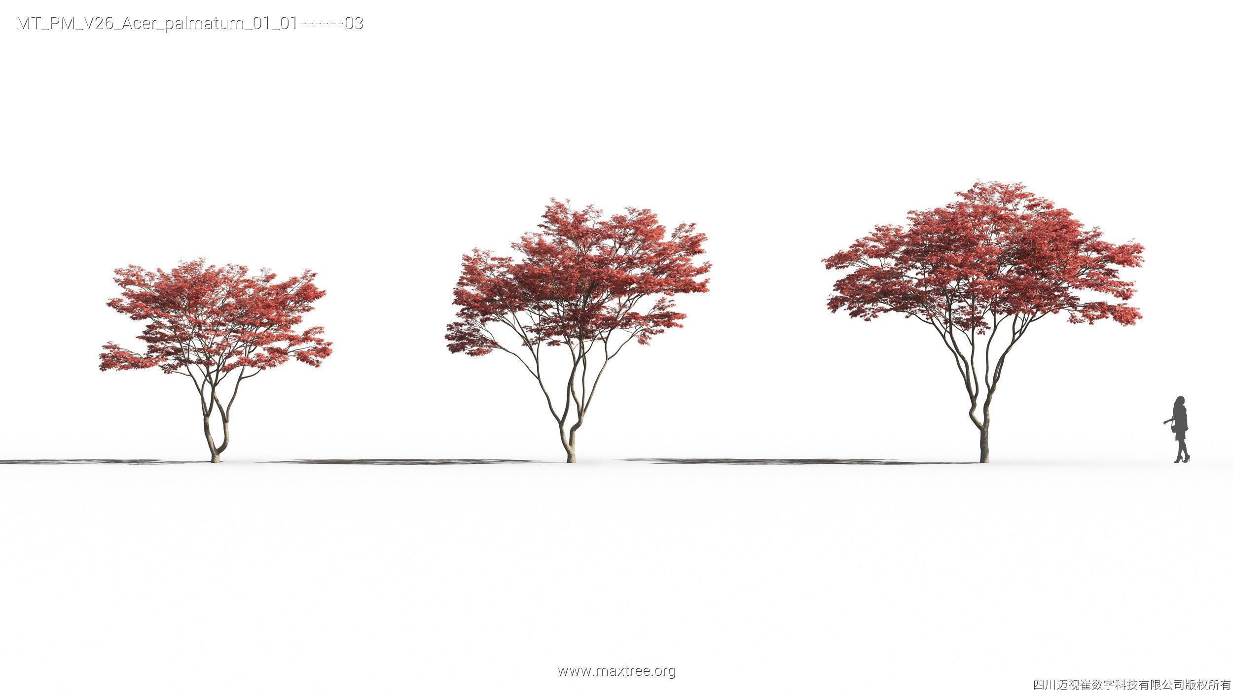 Maxtree Plant Models Vol 26 - Mesh 3D model_9