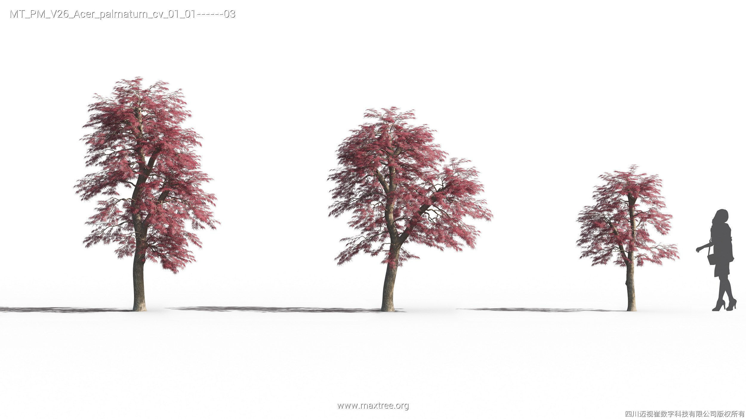 Maxtree Plant Models Vol 26 - Mesh 3D model_15