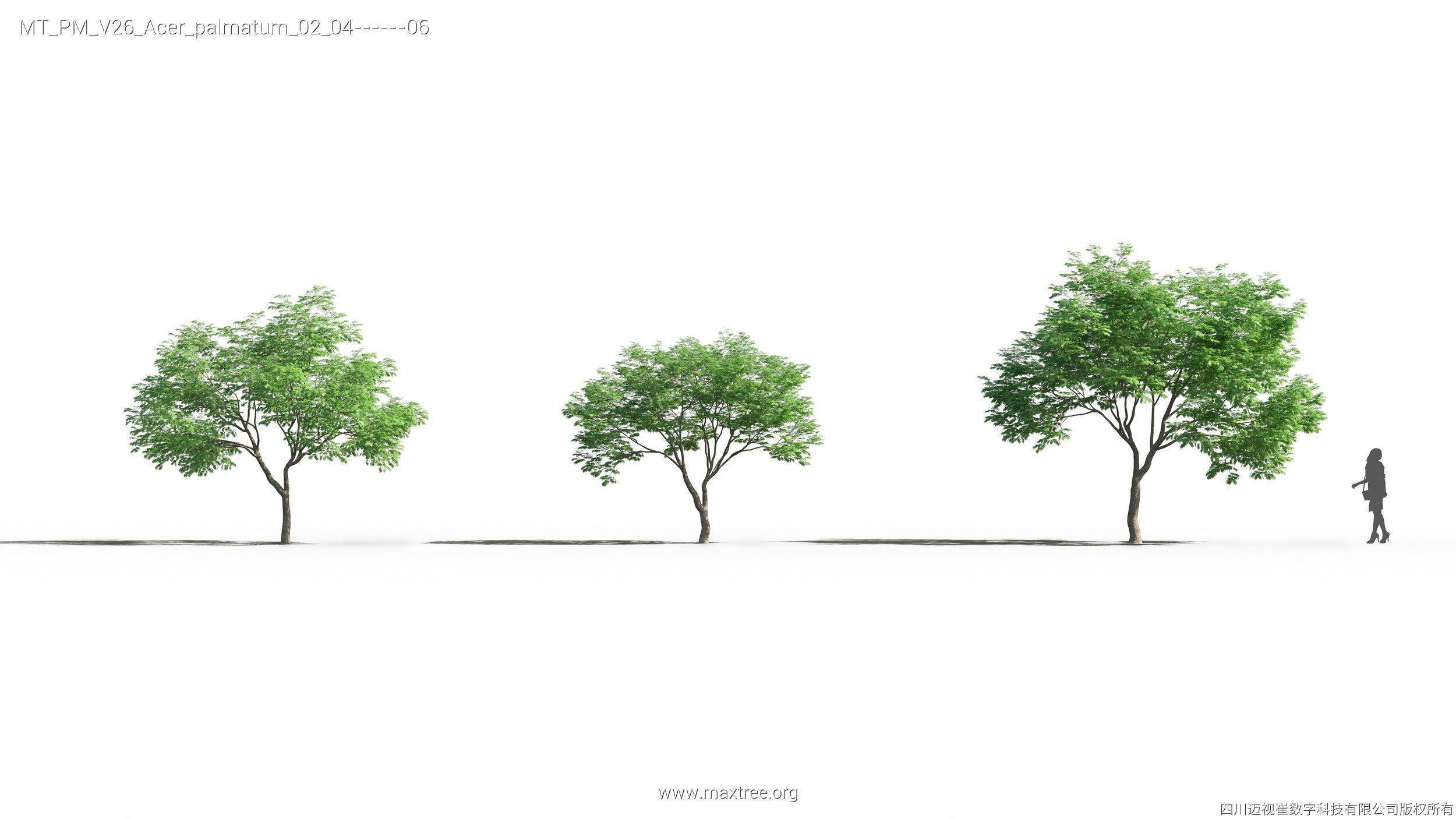 Maxtree Plant Models Vol 26 - Mesh 3D model_13