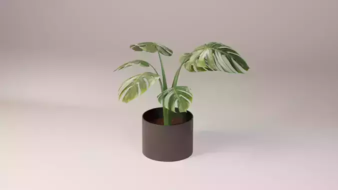 Monstera plant Free 3D model