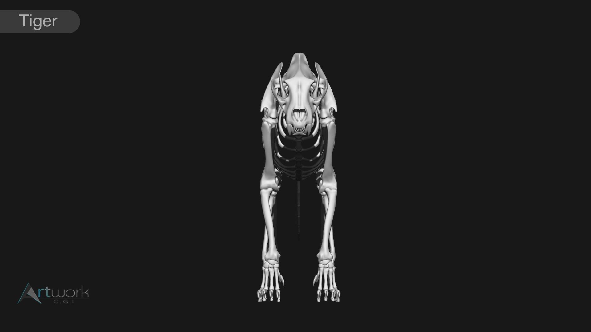 animal skeleton collection 3D model_32