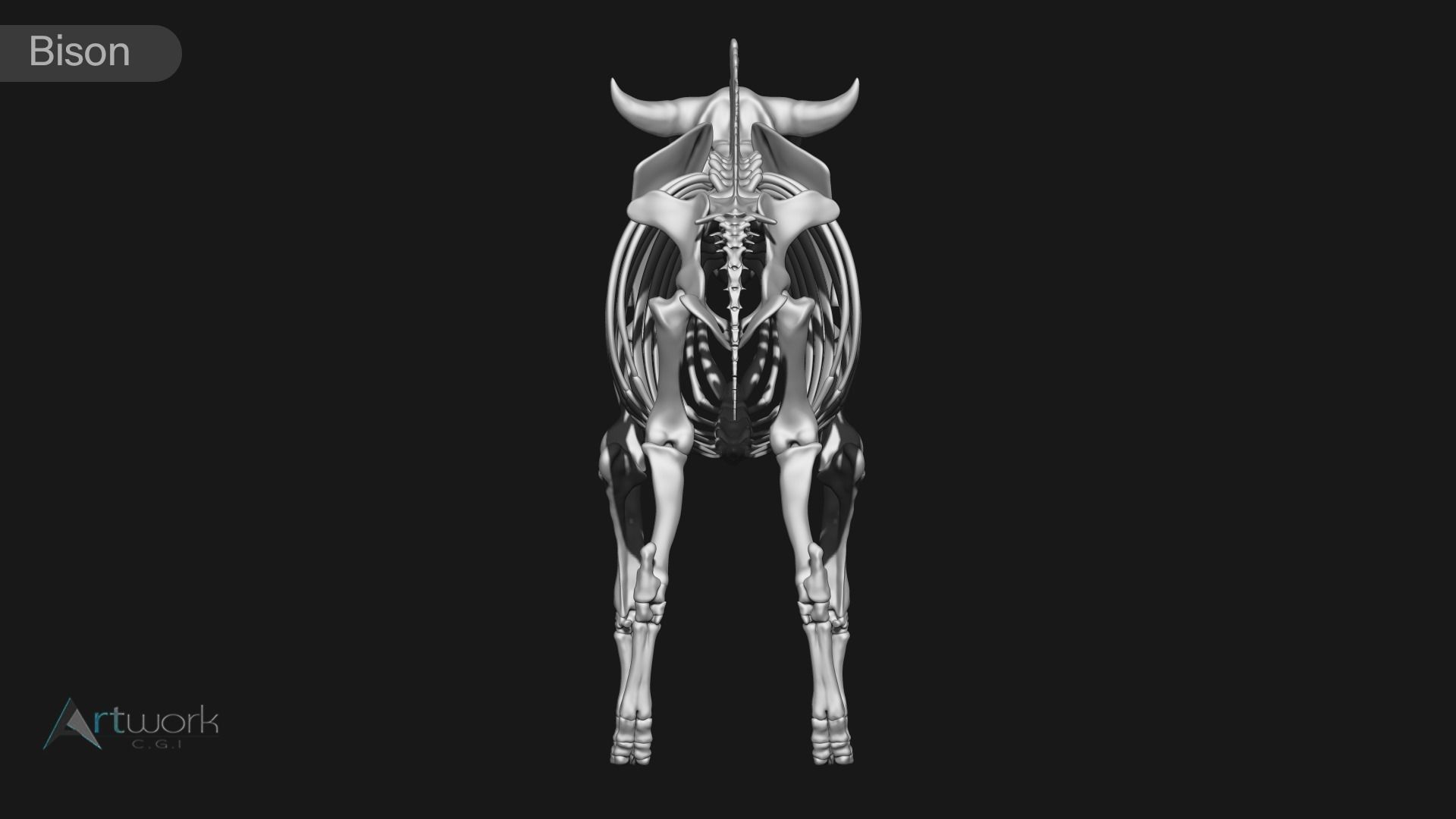 animal skeleton collection 3D model_7