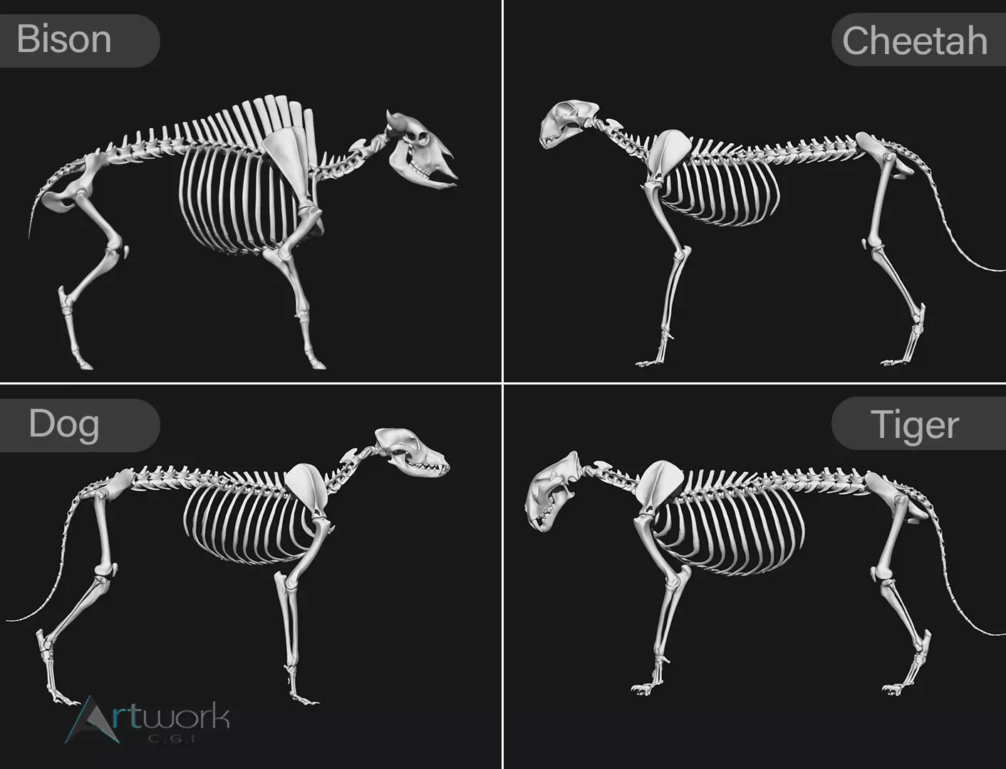 animal skeleton collection 3D model_0