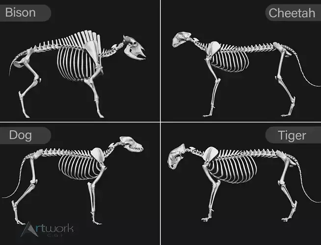 animal skeleton collection 3D model