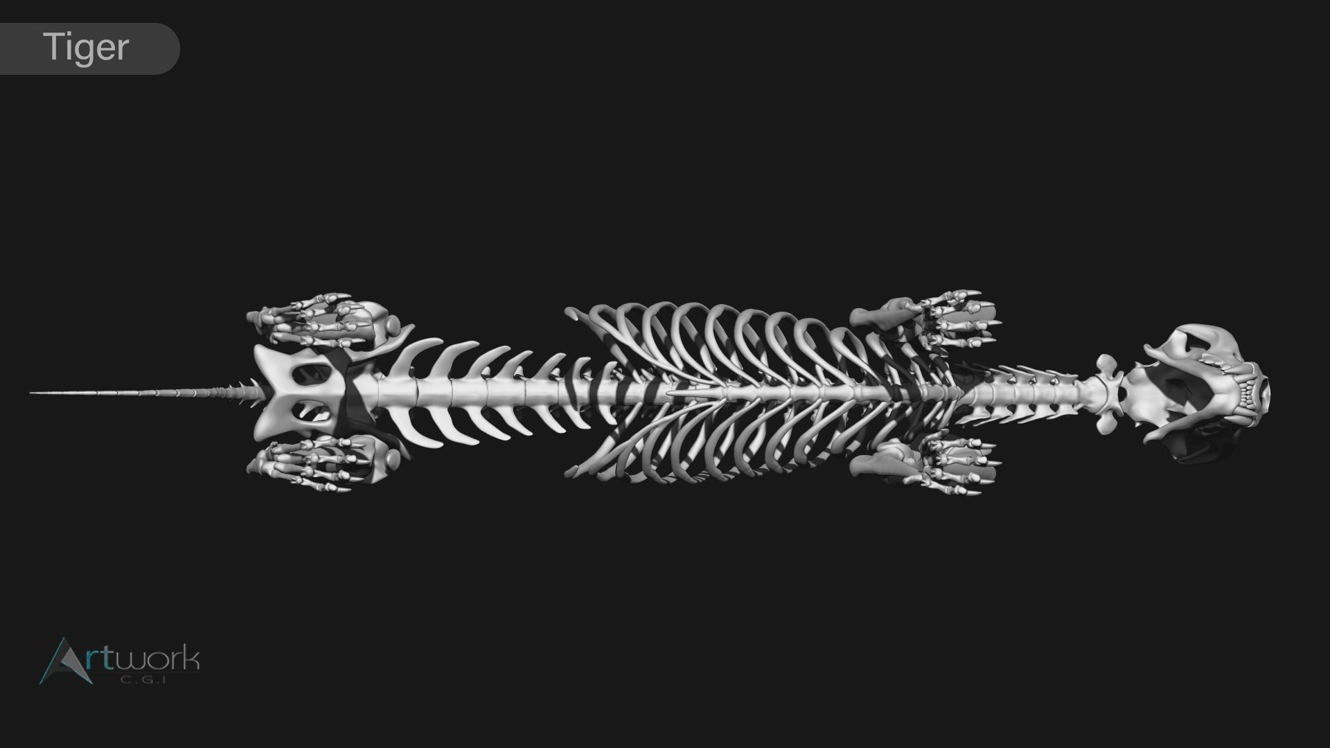 animal skeleton collection 3D model_37