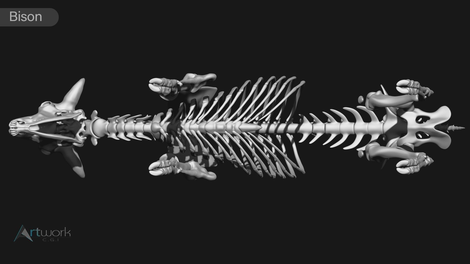 animal skeleton collection 3D model_10