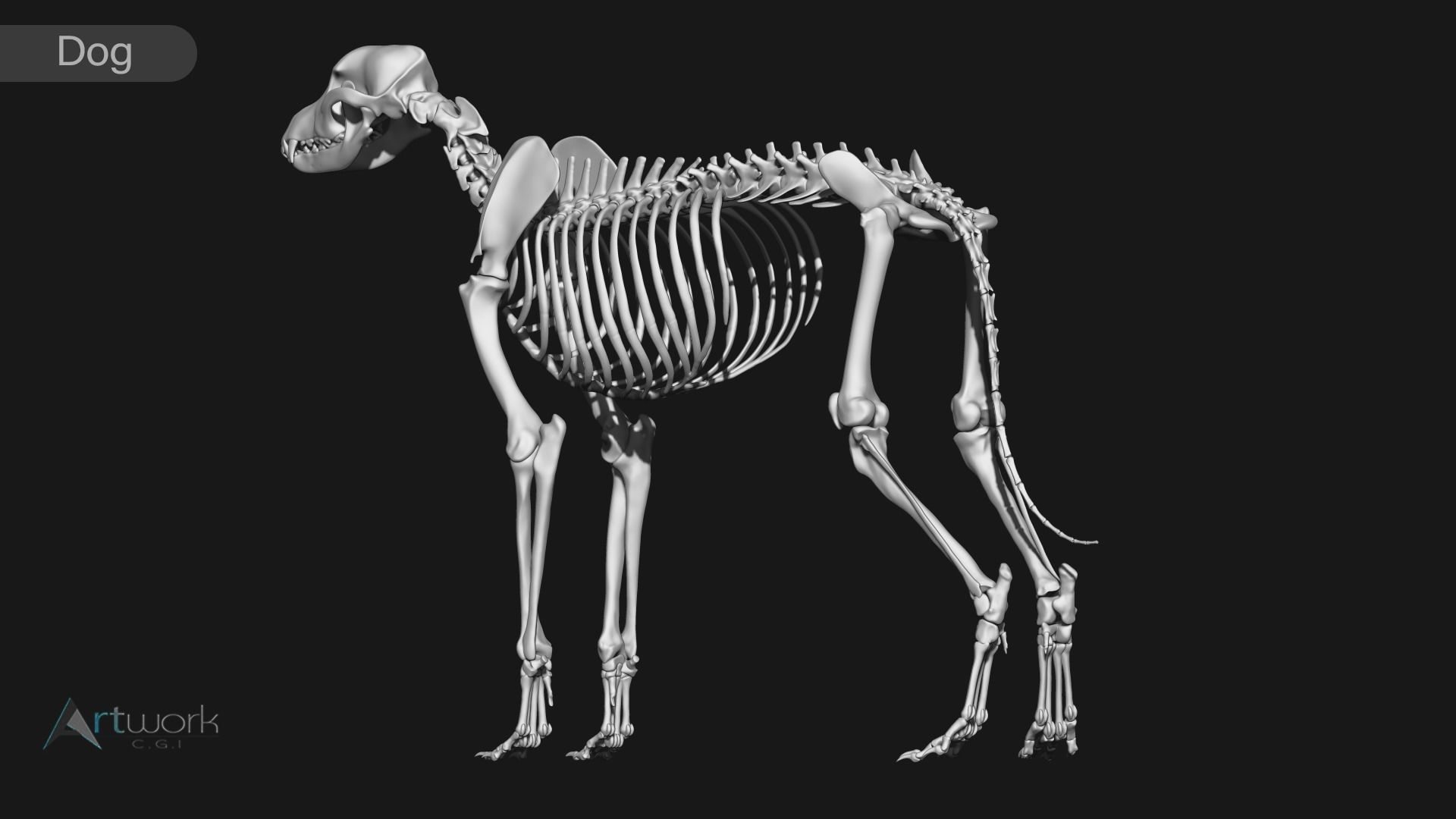 animal skeleton collection 3D model_27