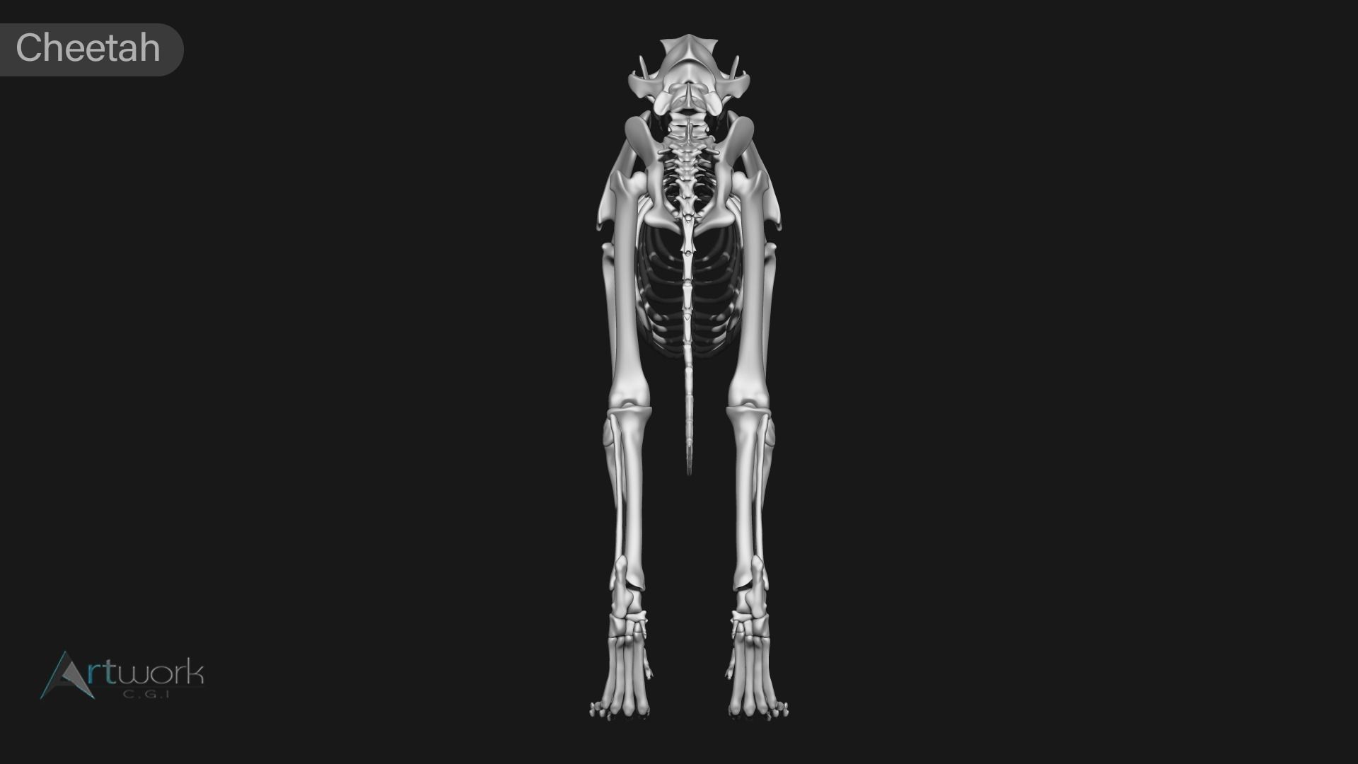 animal skeleton collection 3D model_17