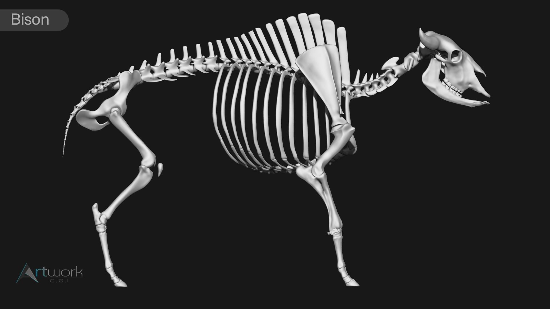 animal skeleton collection 3D model_5