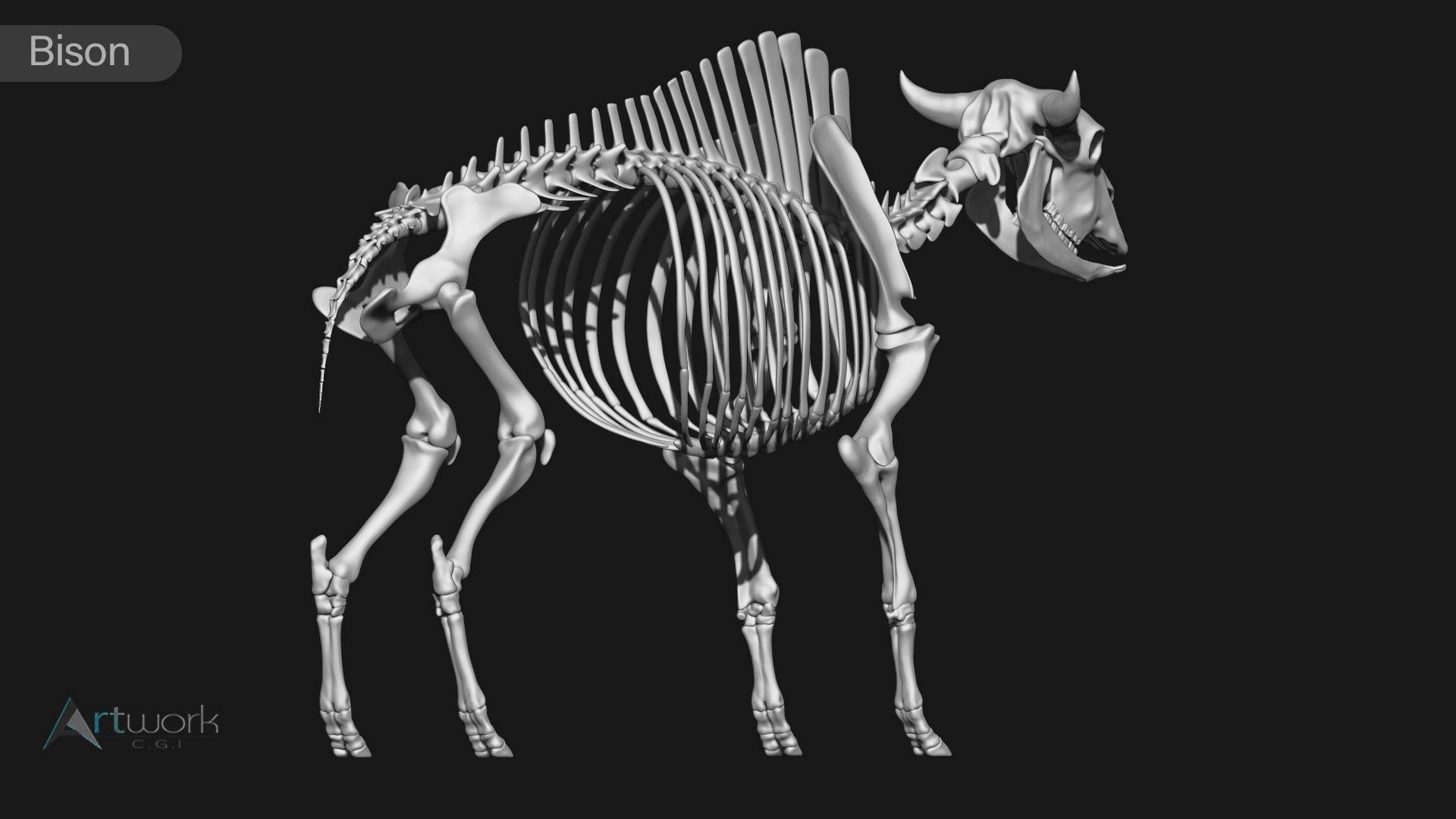 animal skeleton collection 3D model_6