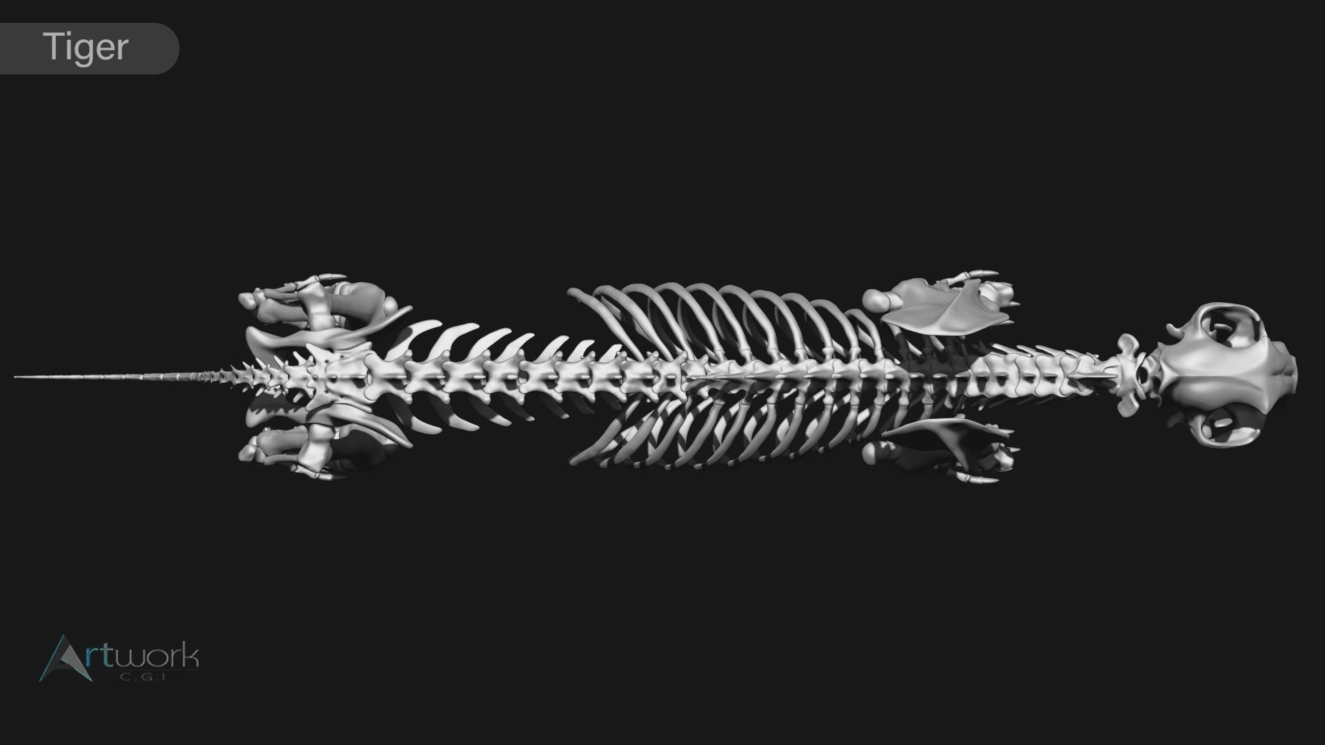 animal skeleton collection 3D model_38