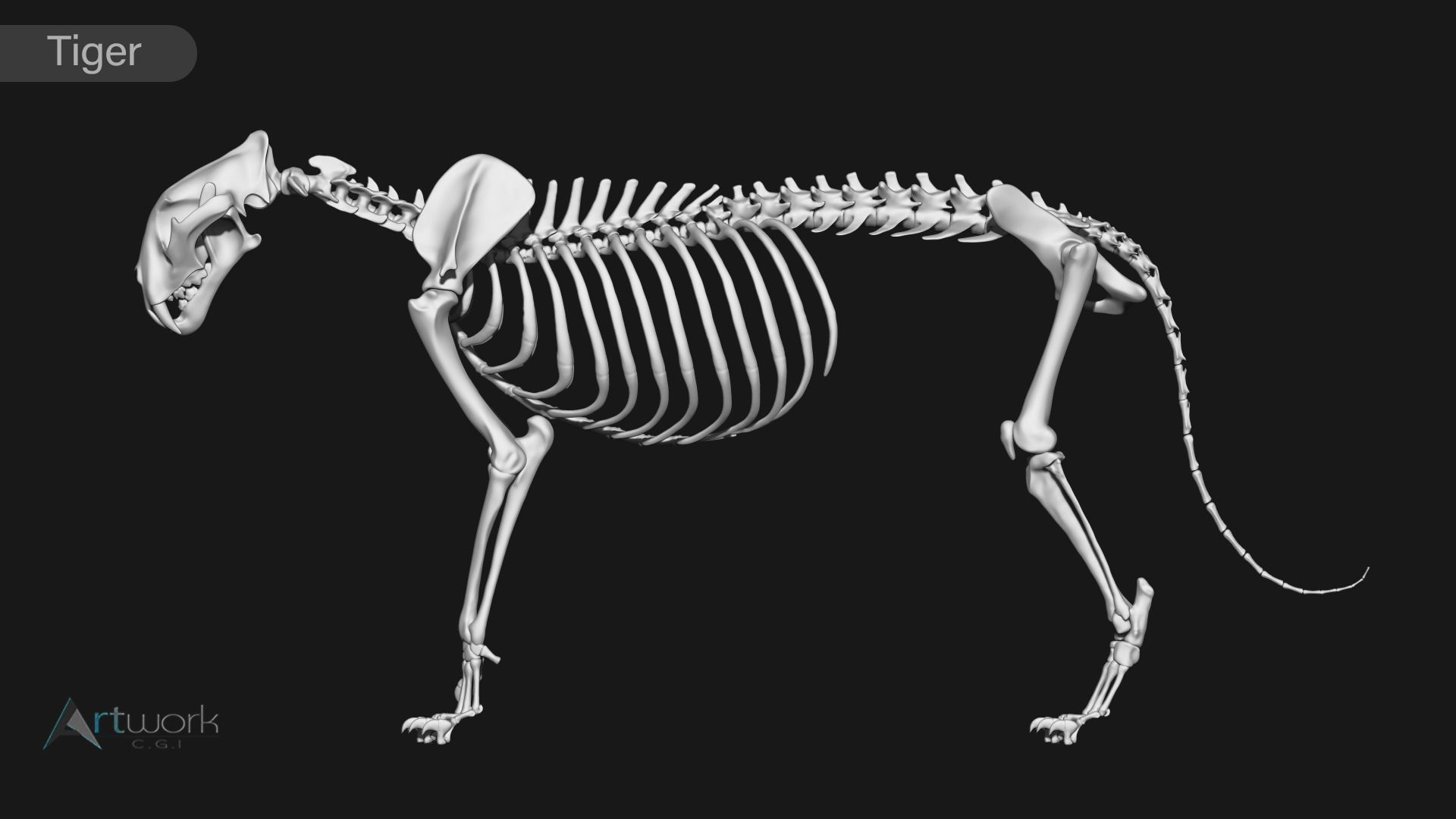 animal skeleton collection 3D model_30
