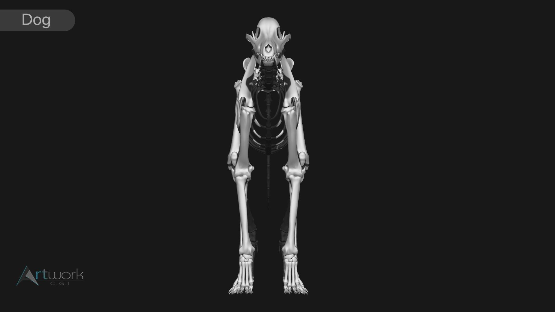 animal skeleton collection 3D model_23
