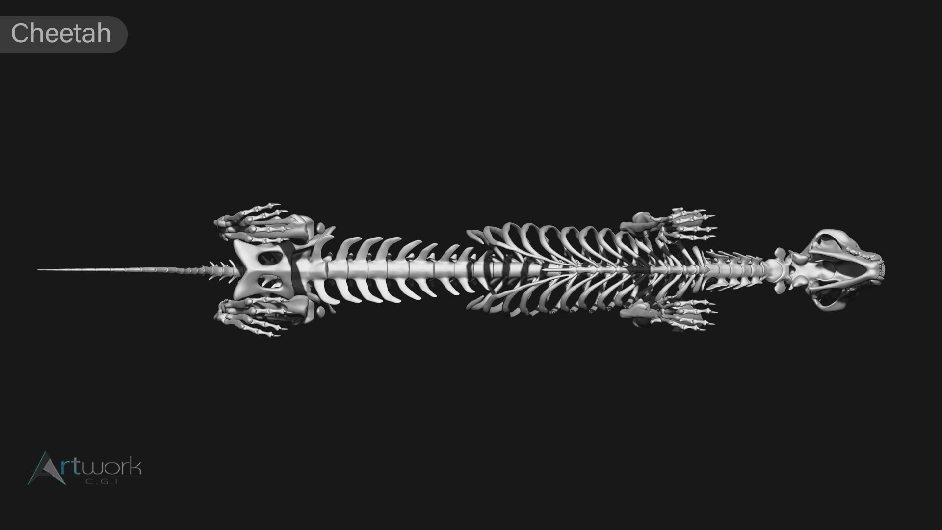 animal skeleton collection 3D model_20