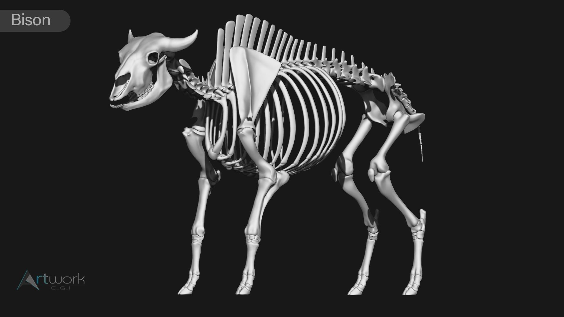 animal skeleton collection 3D model_2