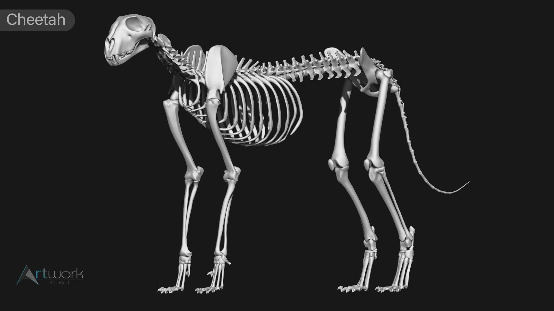 animal skeleton collection 3D model_12