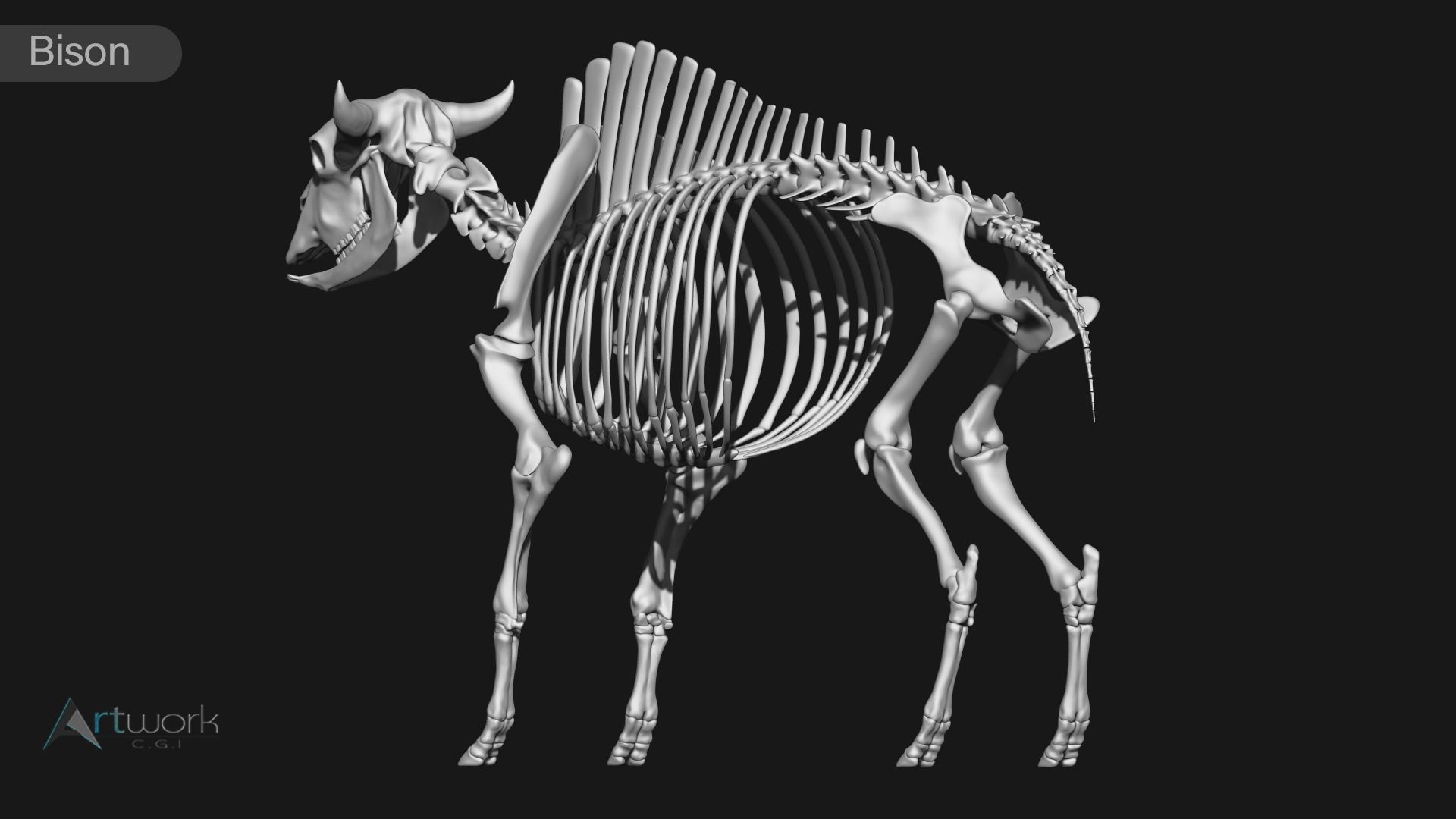 animal skeleton collection 3D model_8
