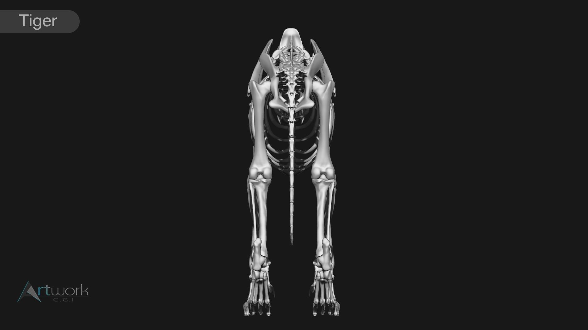 animal skeleton collection 3D model_35