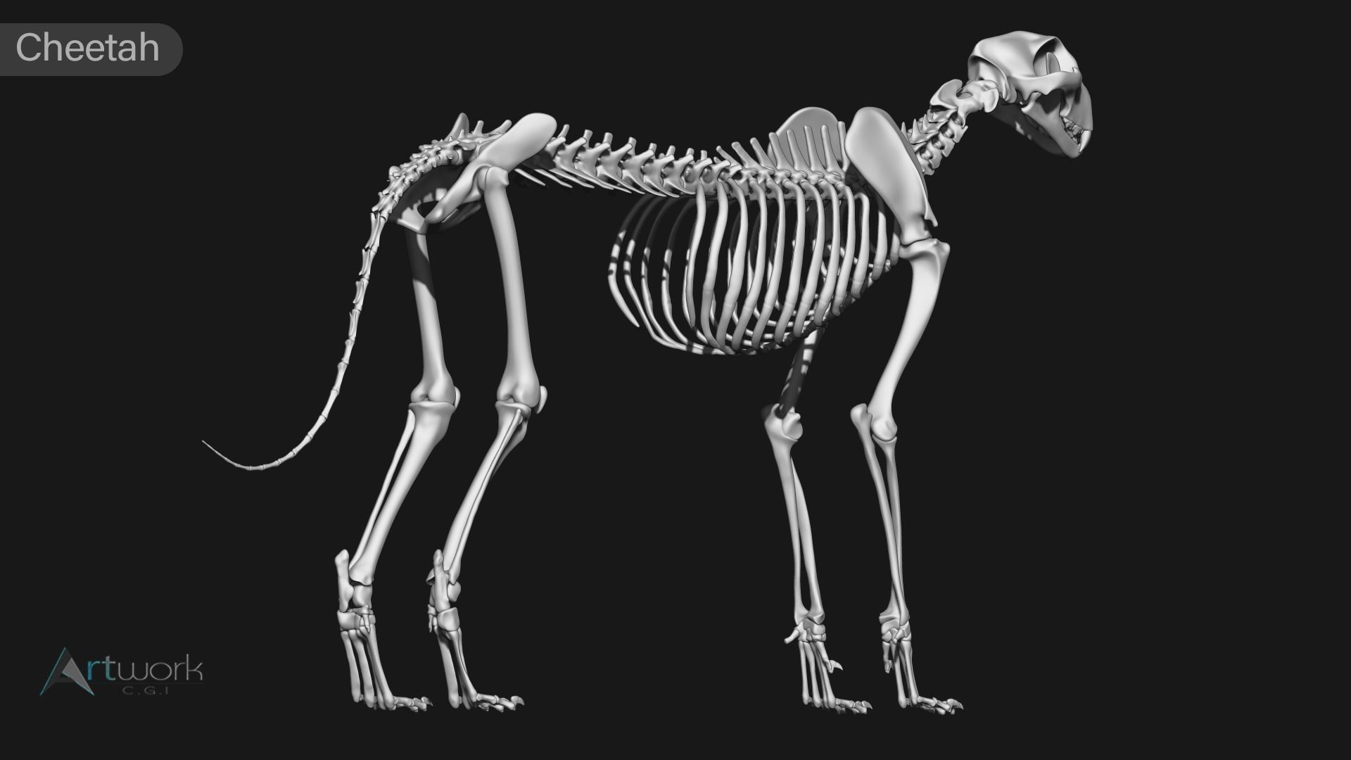 animal skeleton collection 3D model_16