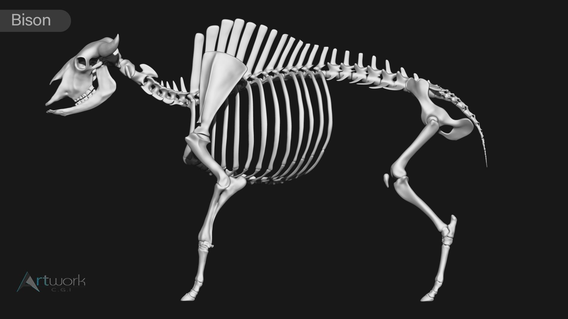 animal skeleton collection 3D model_1