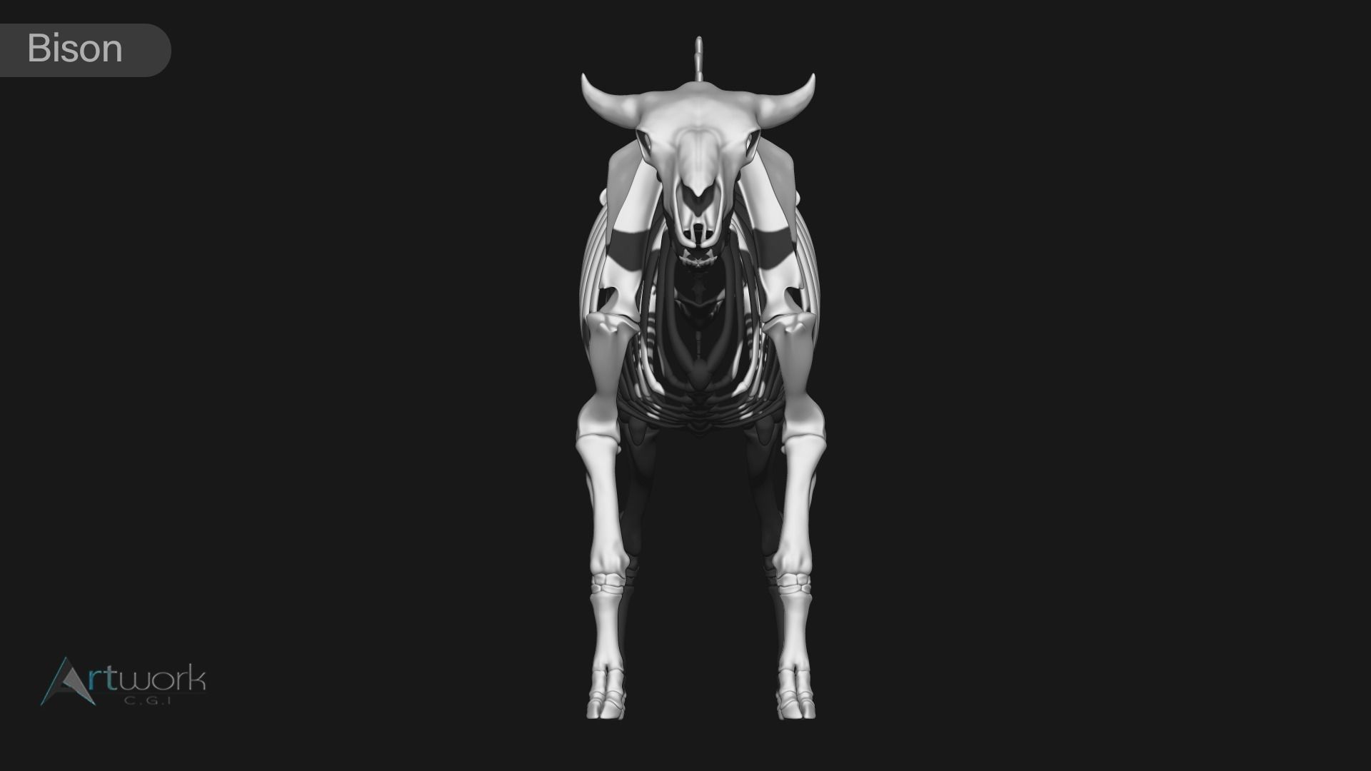 animal skeleton collection 3D model_3