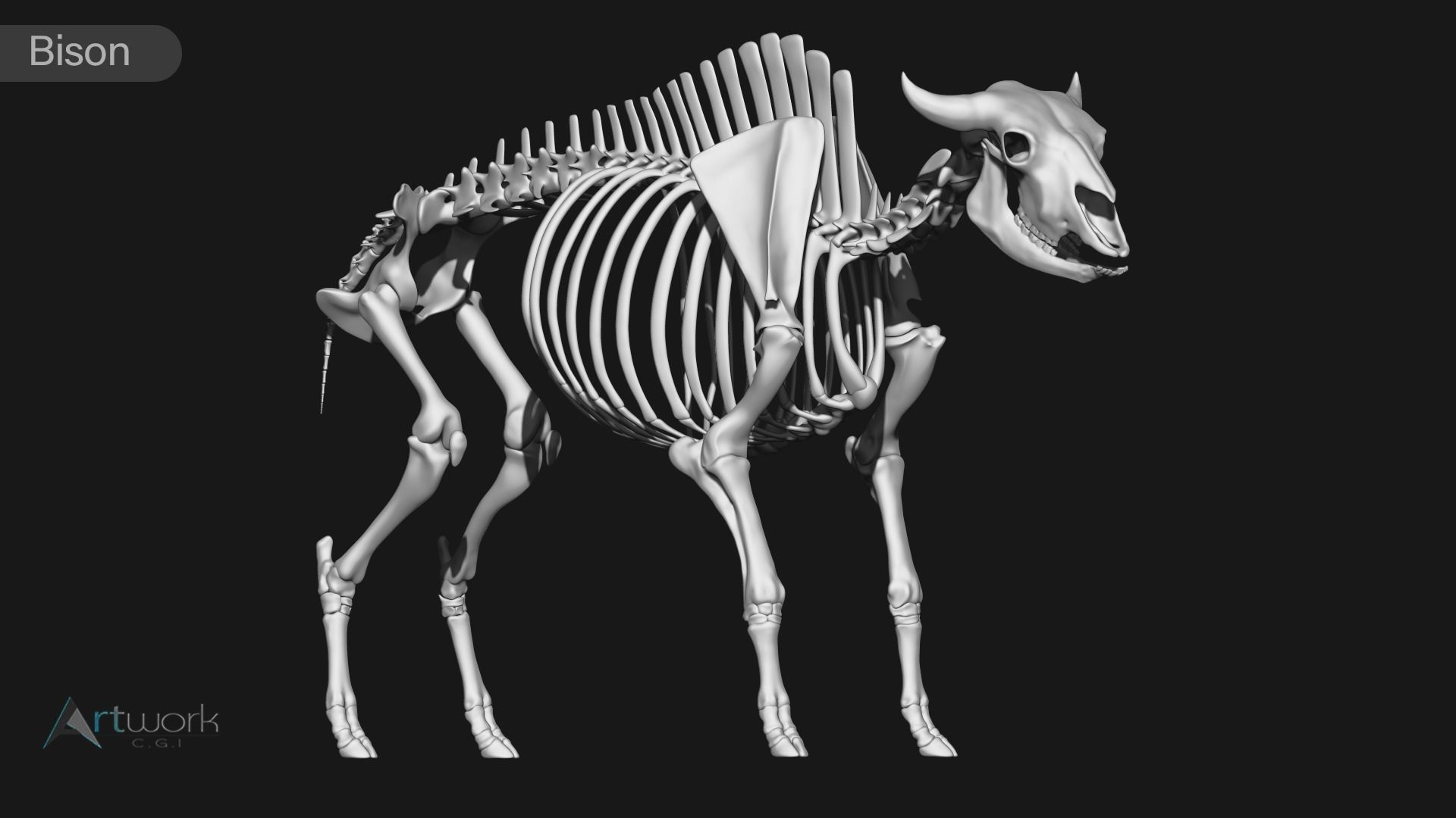 animal skeleton collection 3D model_4