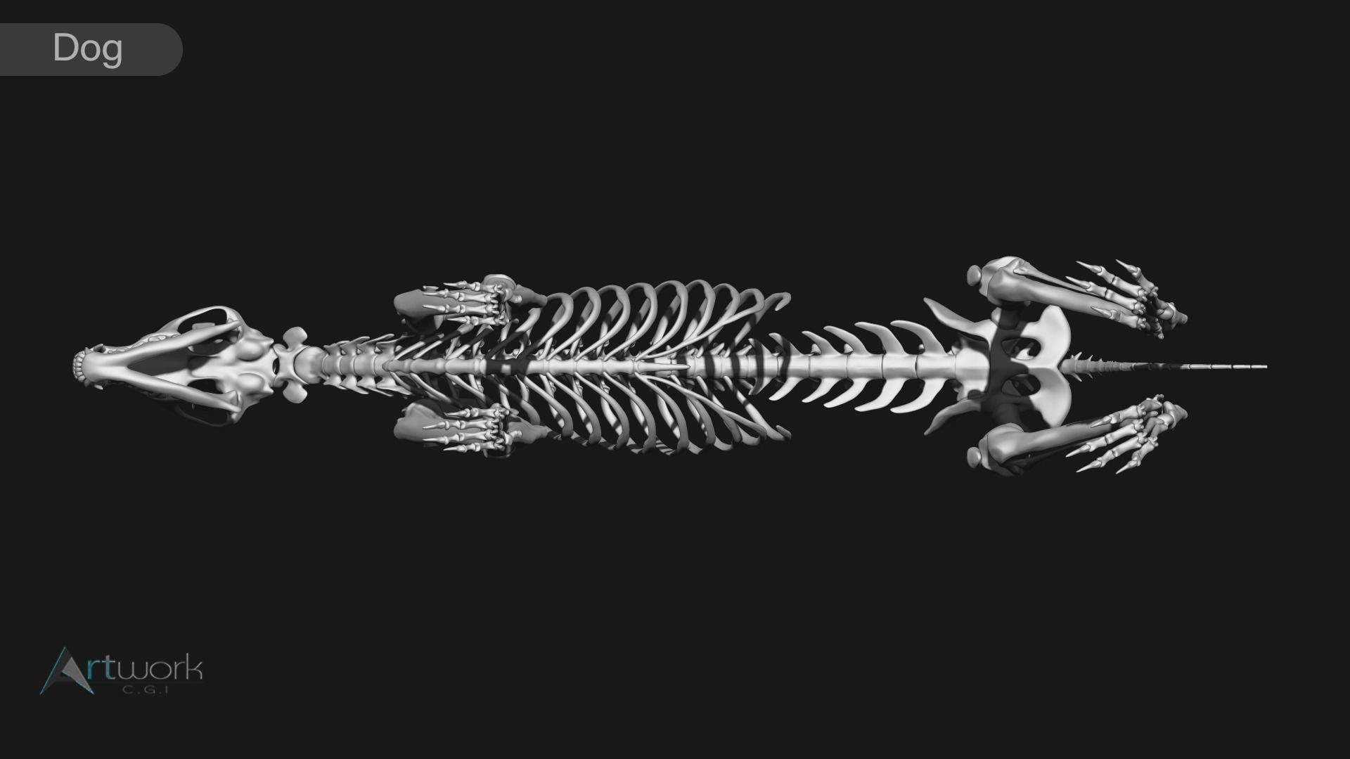 animal skeleton collection 3D model_28