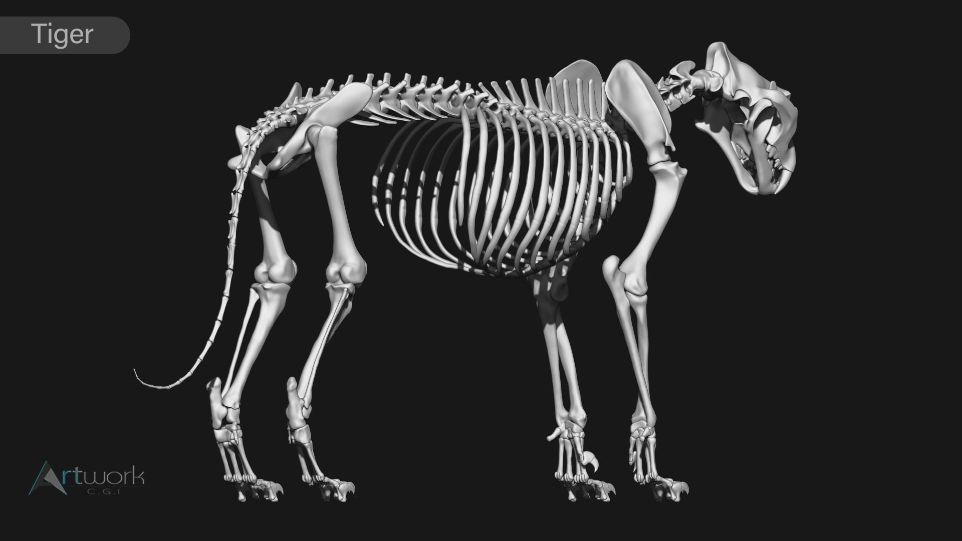 animal skeleton collection 3D model_34