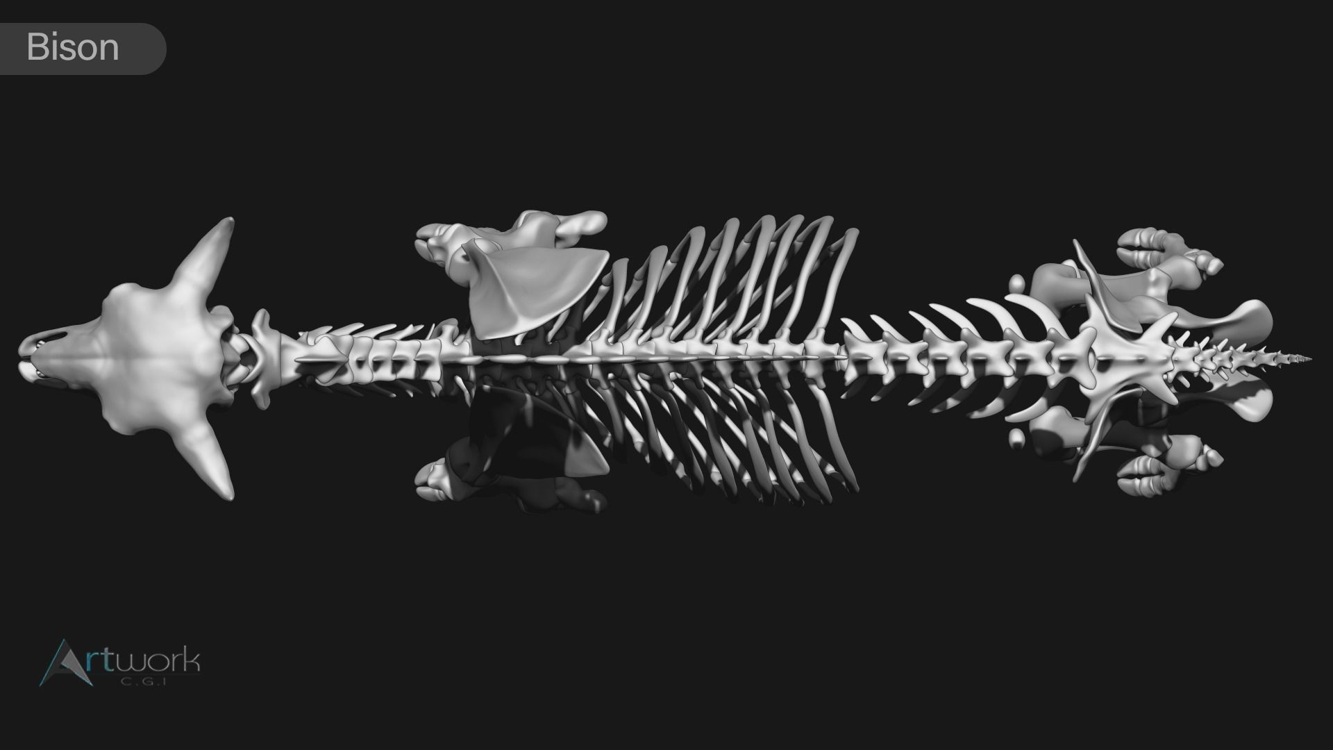 animal skeleton collection 3D model_9