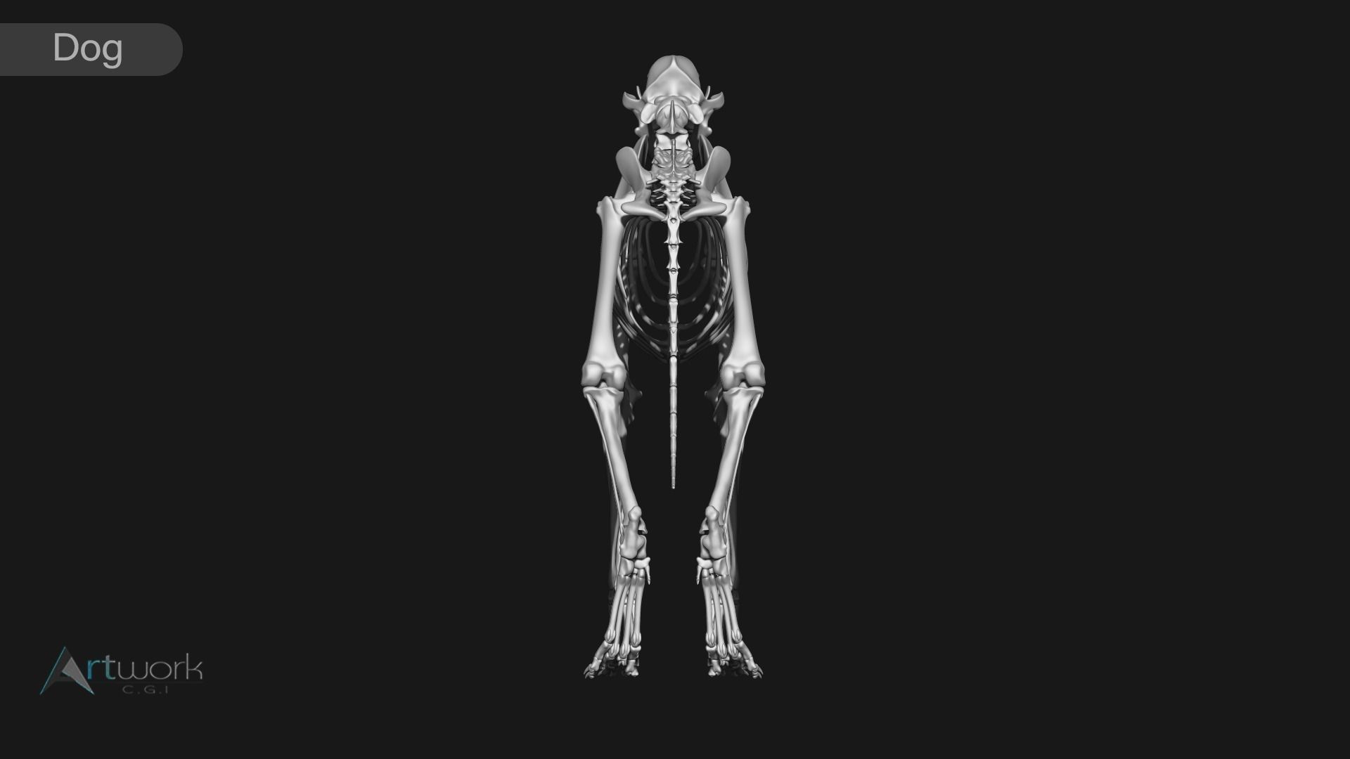 animal skeleton collection 3D model_26