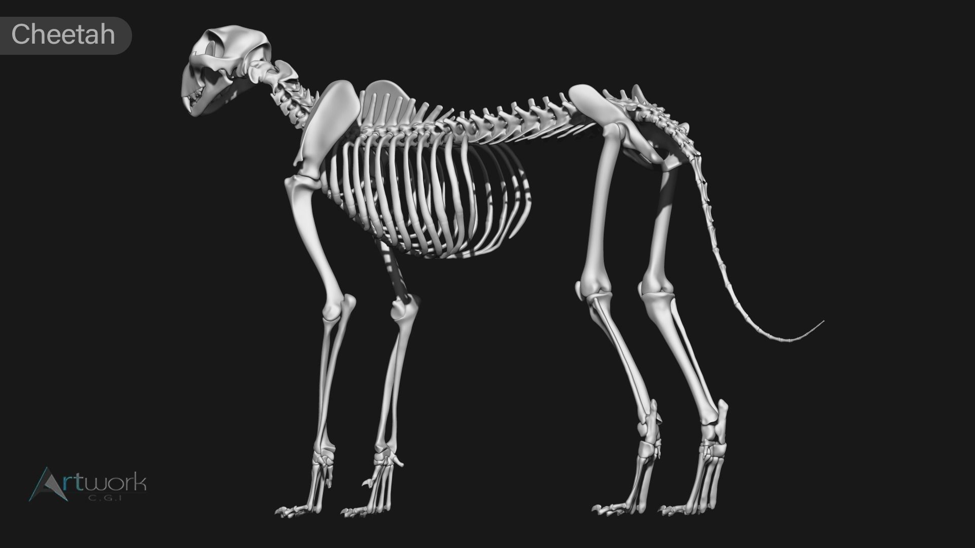 animal skeleton collection 3D model_18