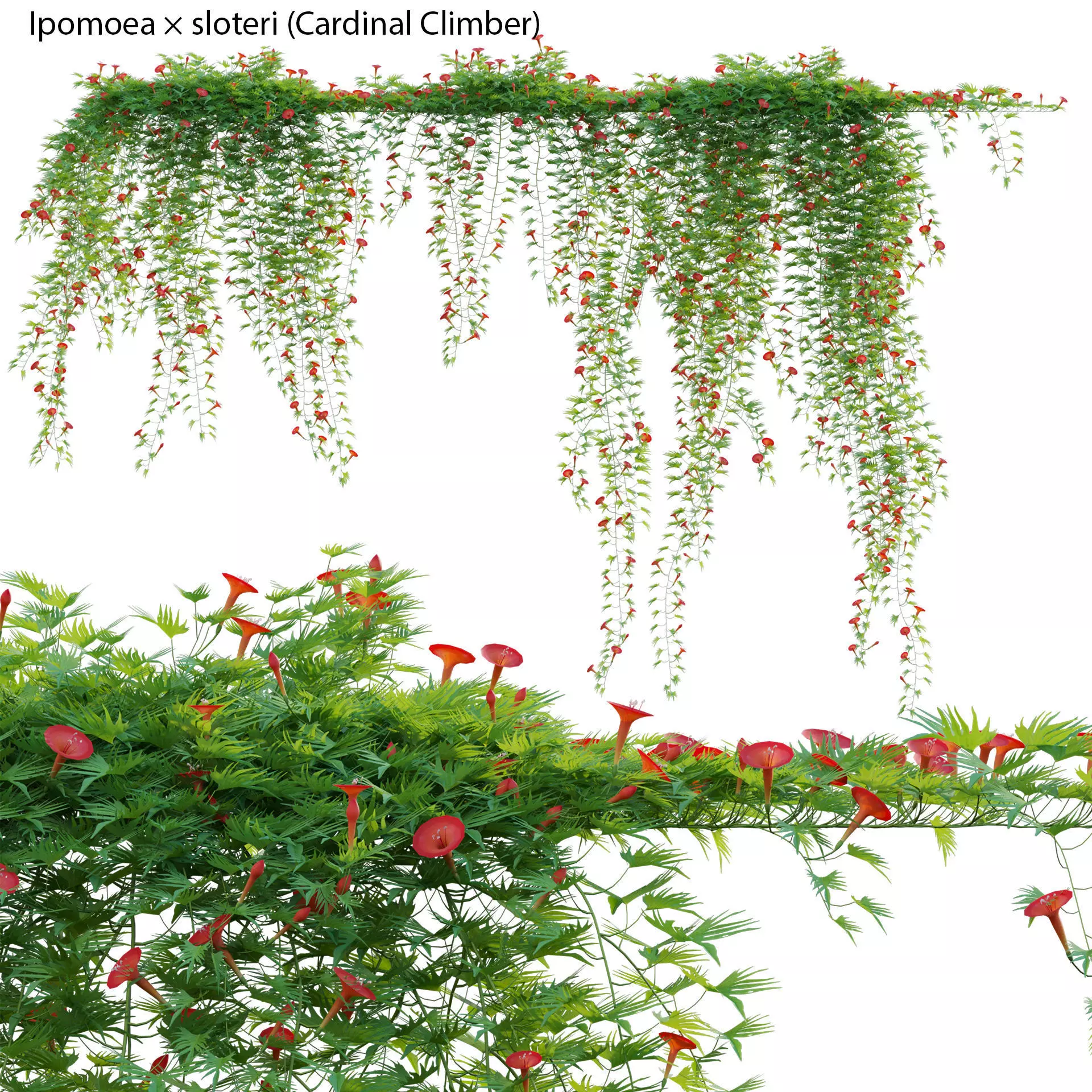 Ipomoea sloteri - Cardinal Climber 3D model