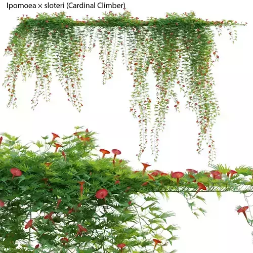 Ipomoea sloteri - Cardinal Climber 3D model