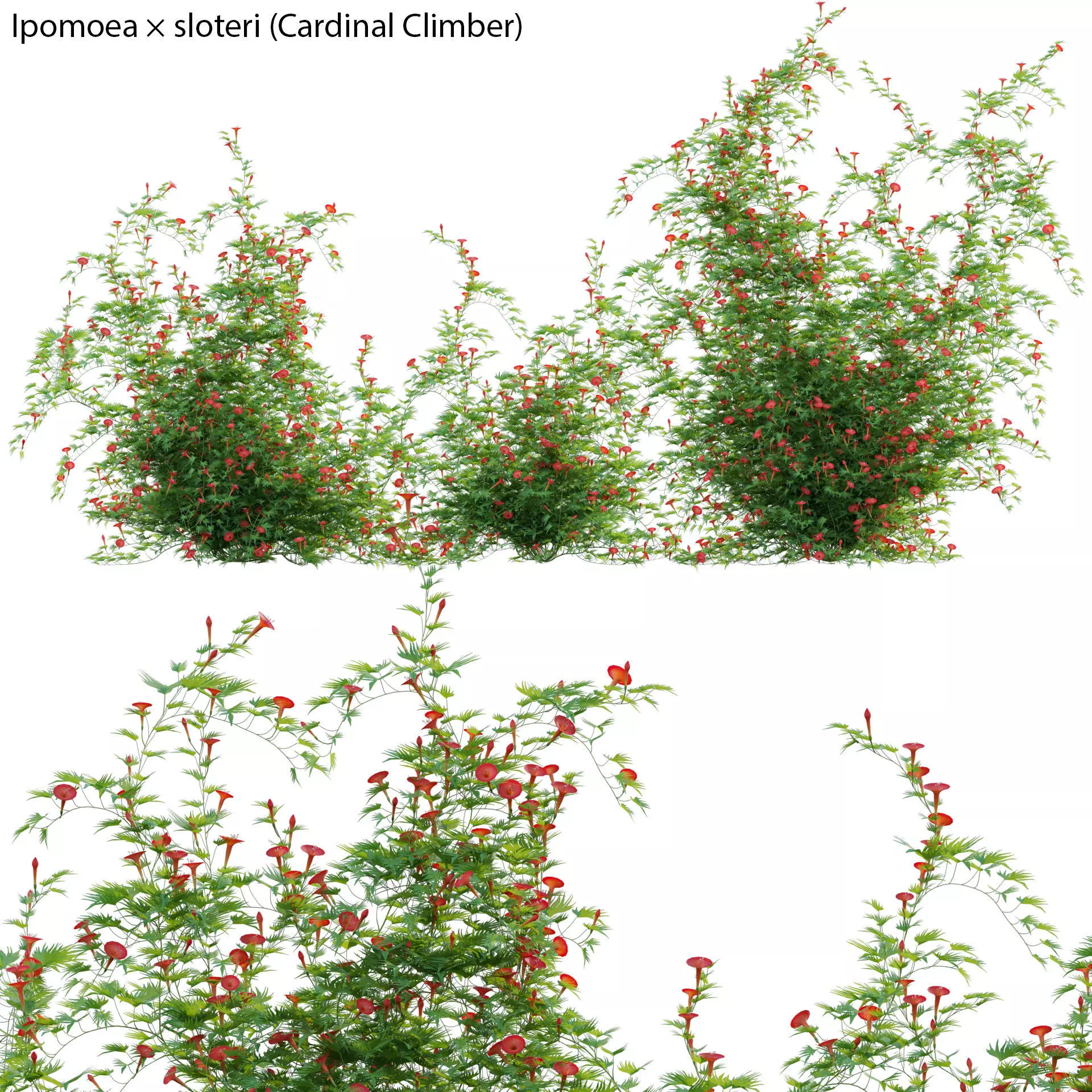 Ipomoea sloteri - Cardinal Climber 02 3D model