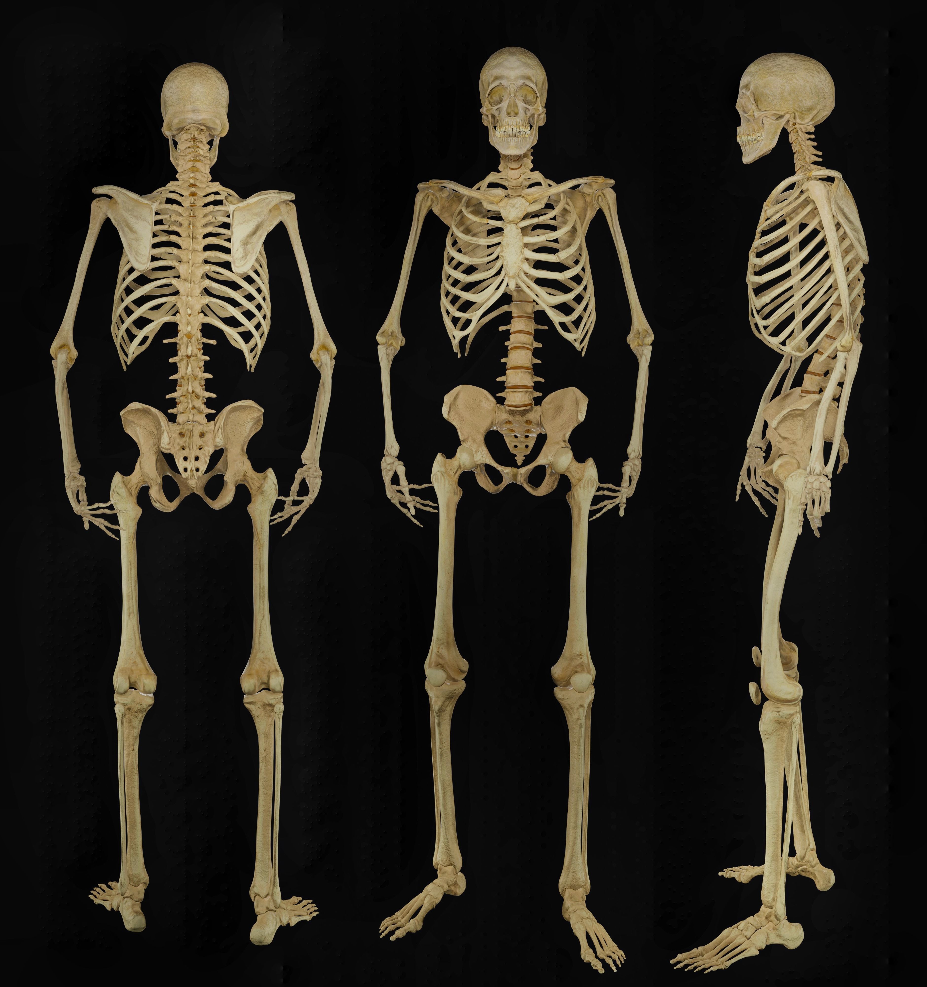 HUMAN SKELETON Low-poly 3D model_10