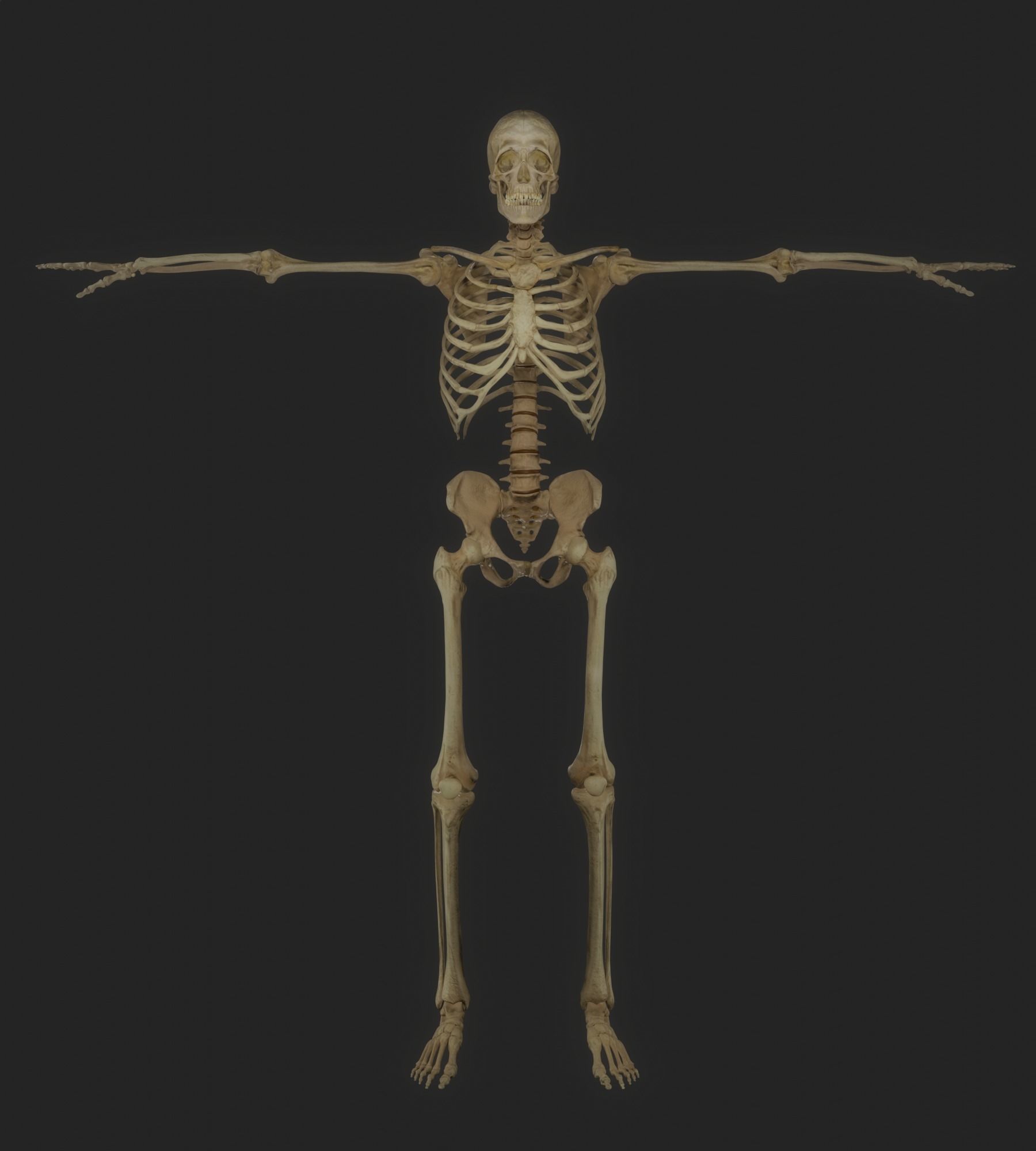 HUMAN SKELETON Low-poly 3D model_9