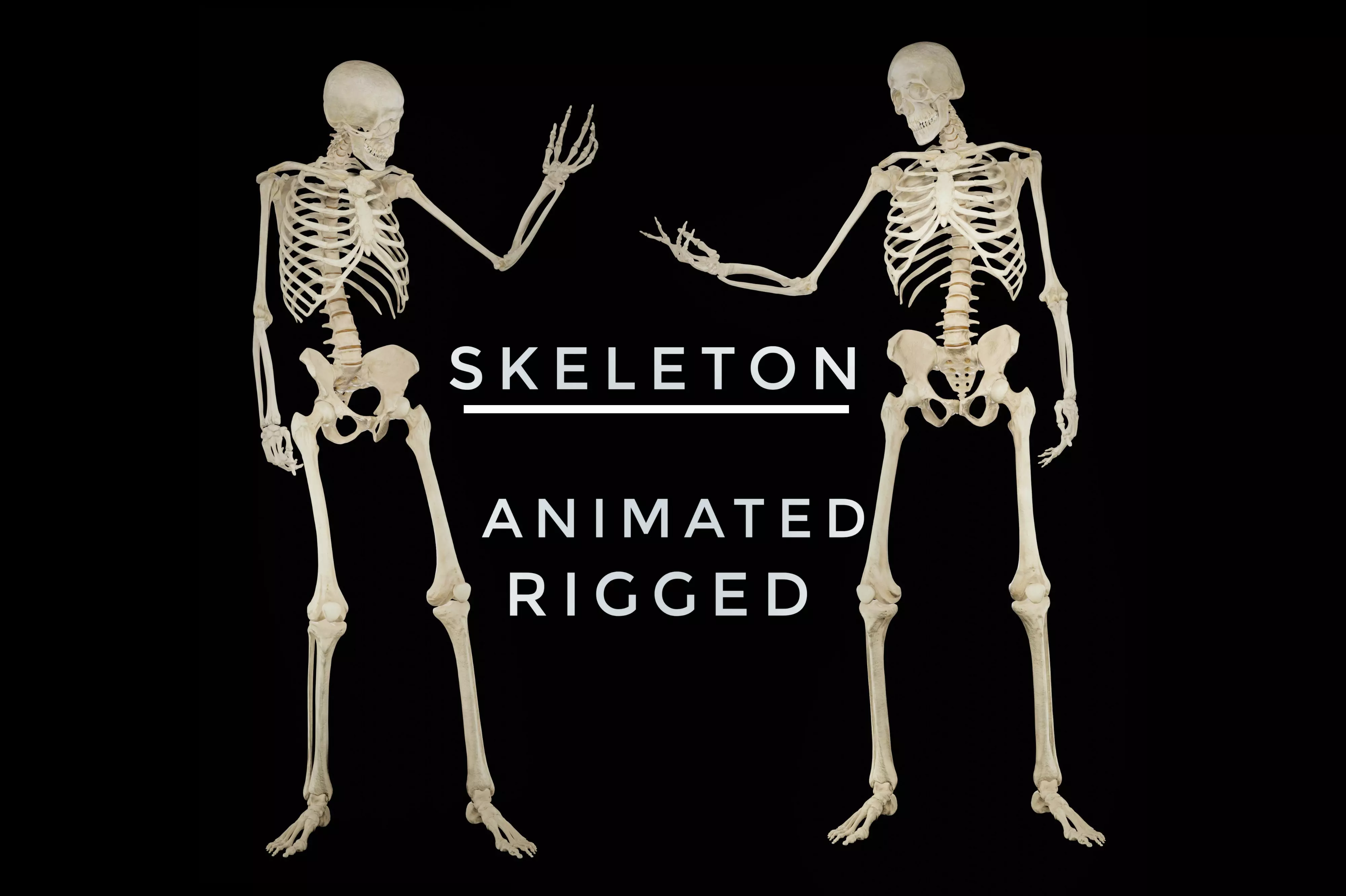 HUMAN SKELETON Low-poly 3D model_0