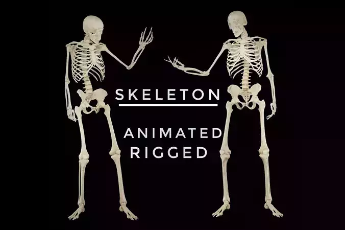 HUMAN SKELETON  Low-poly 3D model
