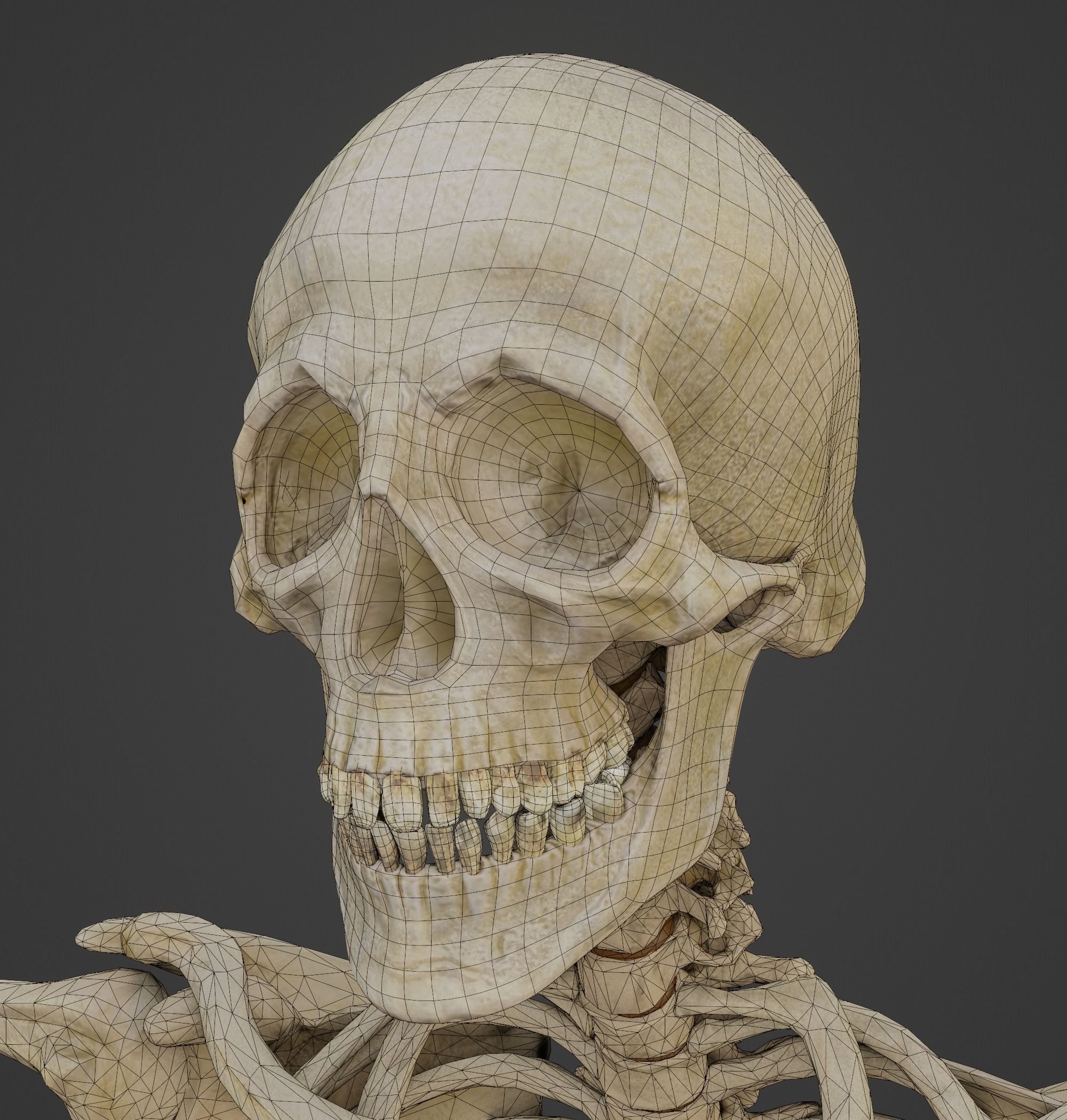 HUMAN SKELETON Low-poly 3D model_1