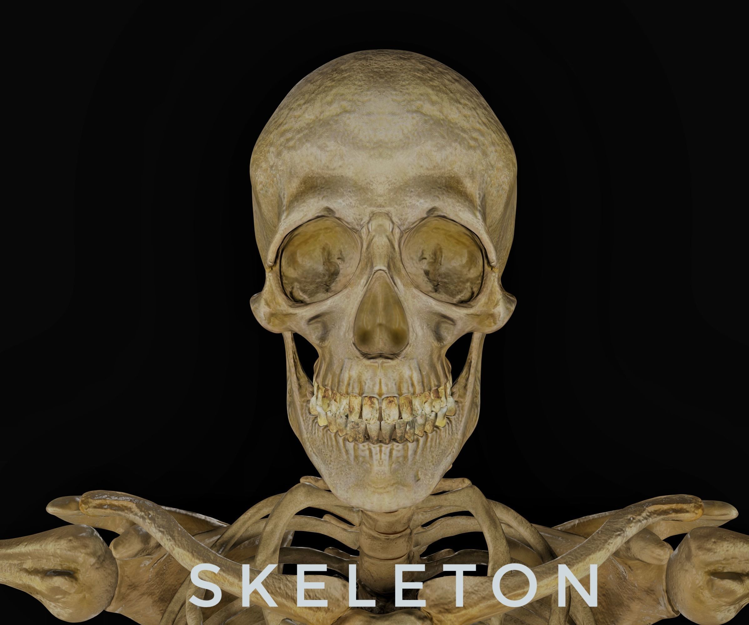HUMAN SKELETON Low-poly 3D model_4