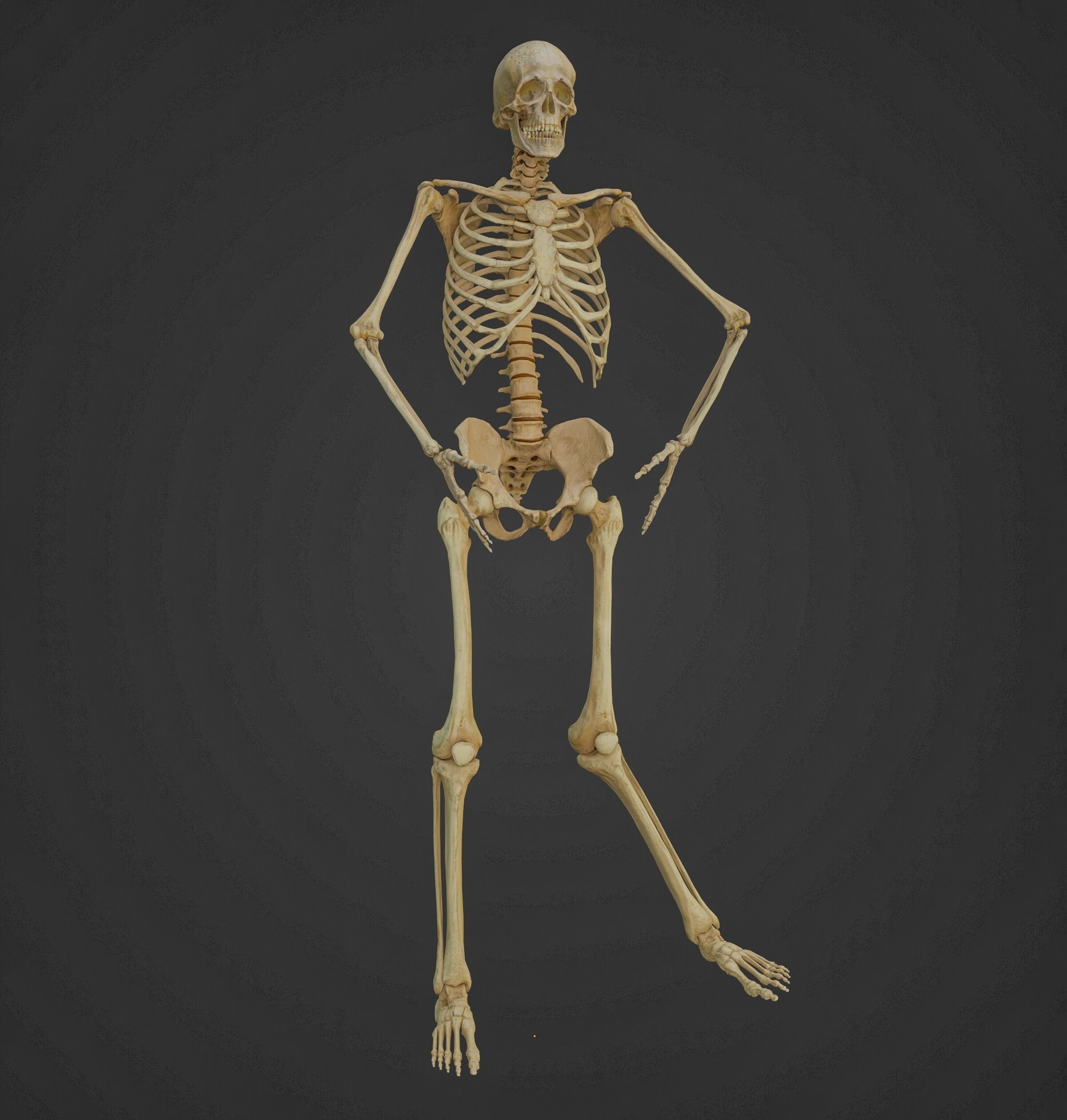 HUMAN SKELETON Low-poly 3D model_14