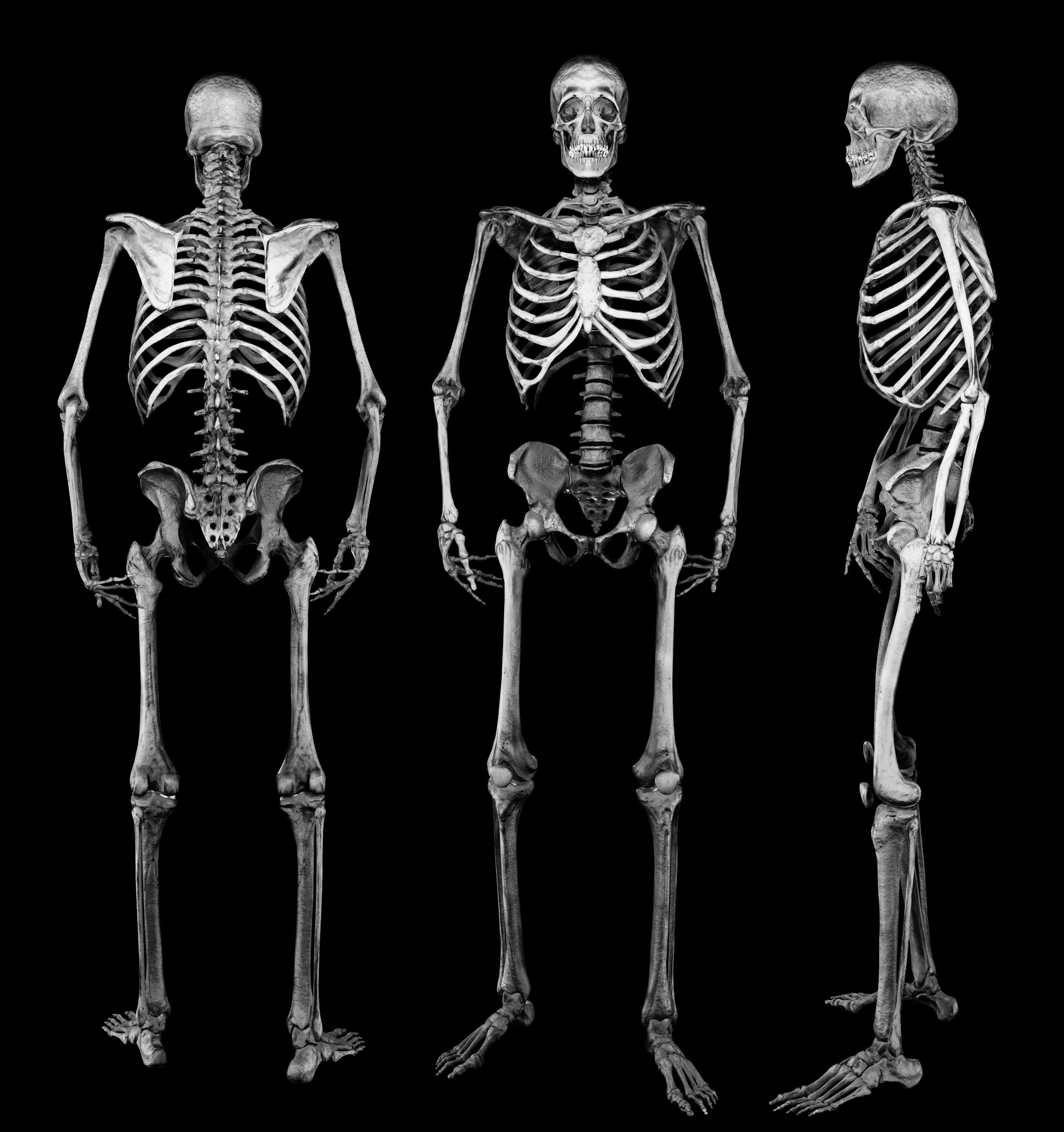 HUMAN SKELETON Low-poly 3D model_11