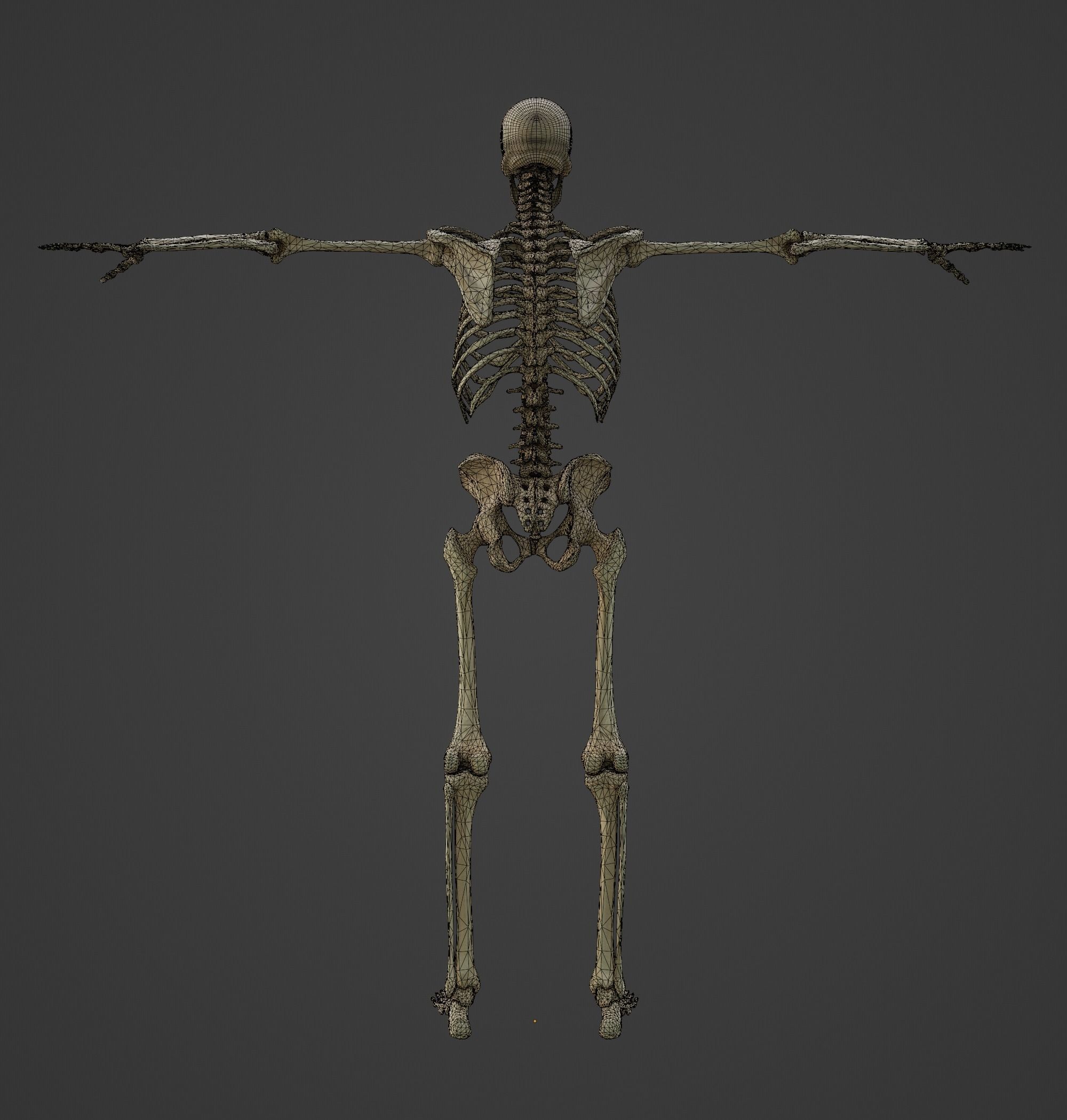 HUMAN SKELETON Low-poly 3D model_12