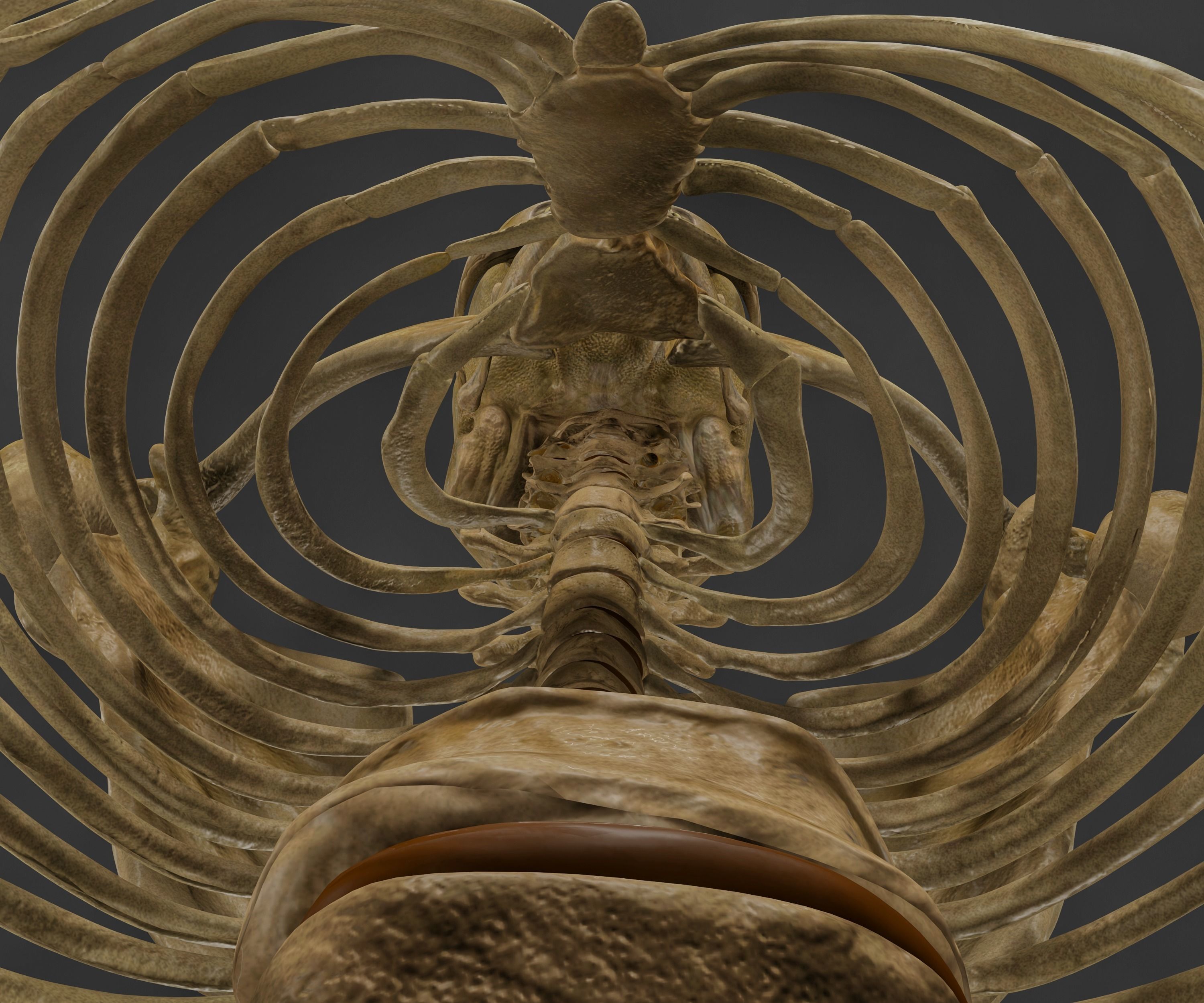 HUMAN SKELETON Low-poly 3D model_5